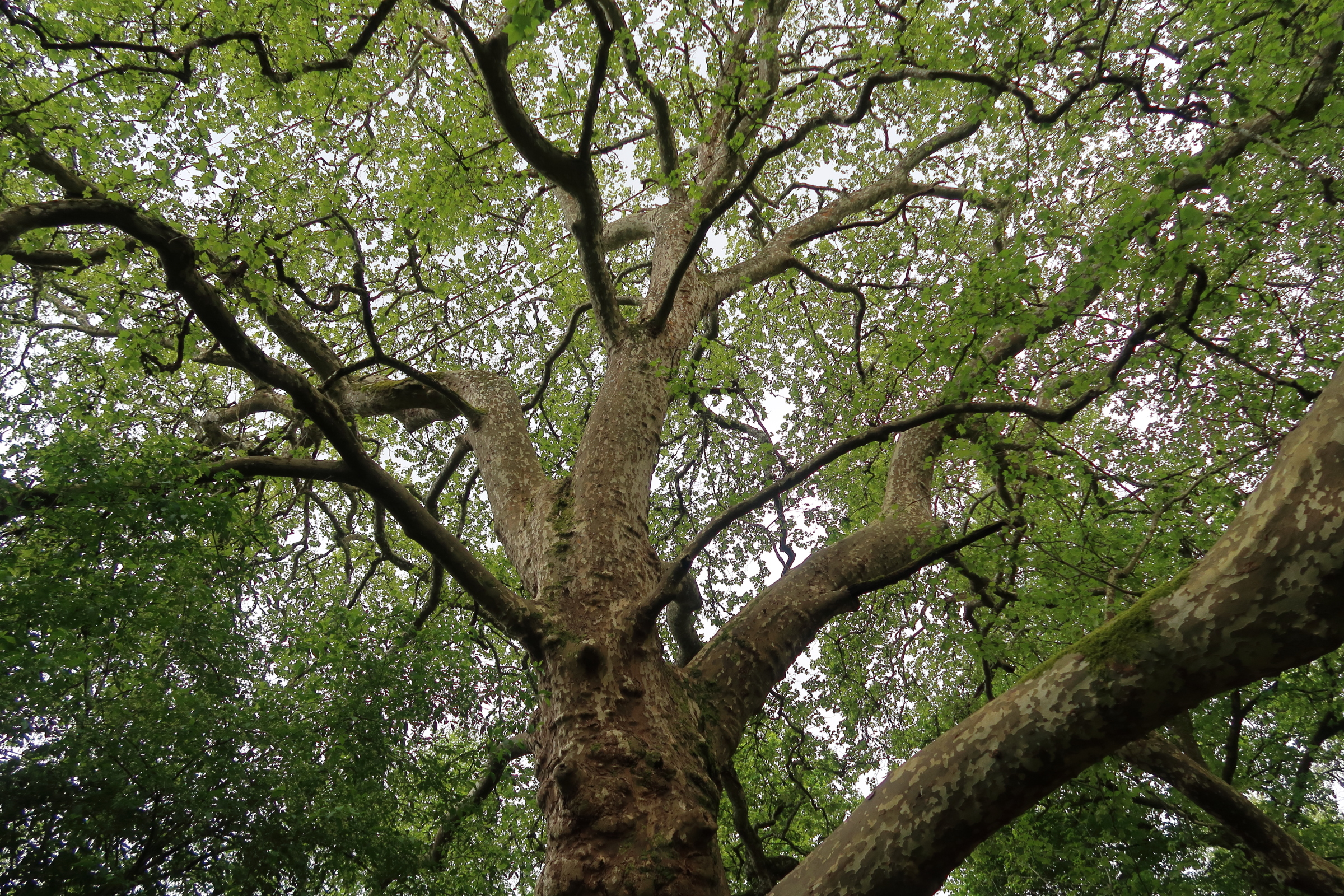 platanus_x_hispanica9md