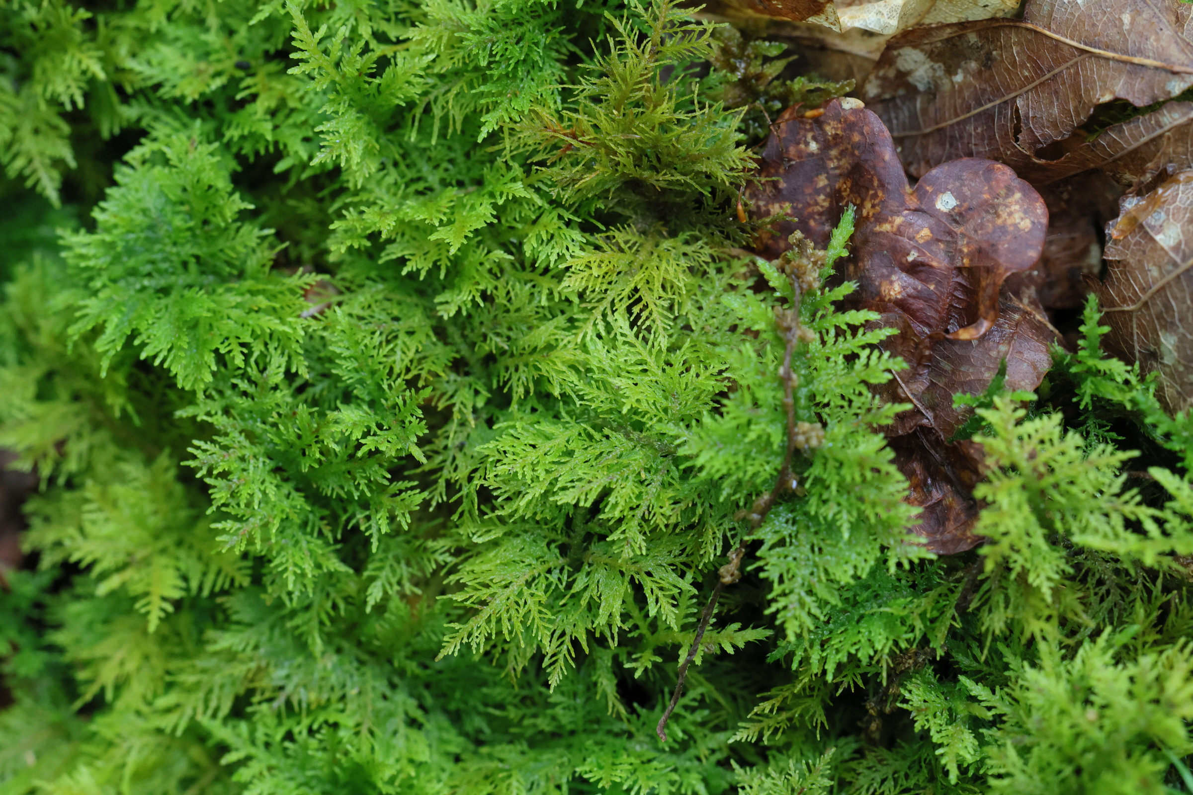 Afficher le média thuidium_tamariscinum3md thuidium_tamariscinum3md