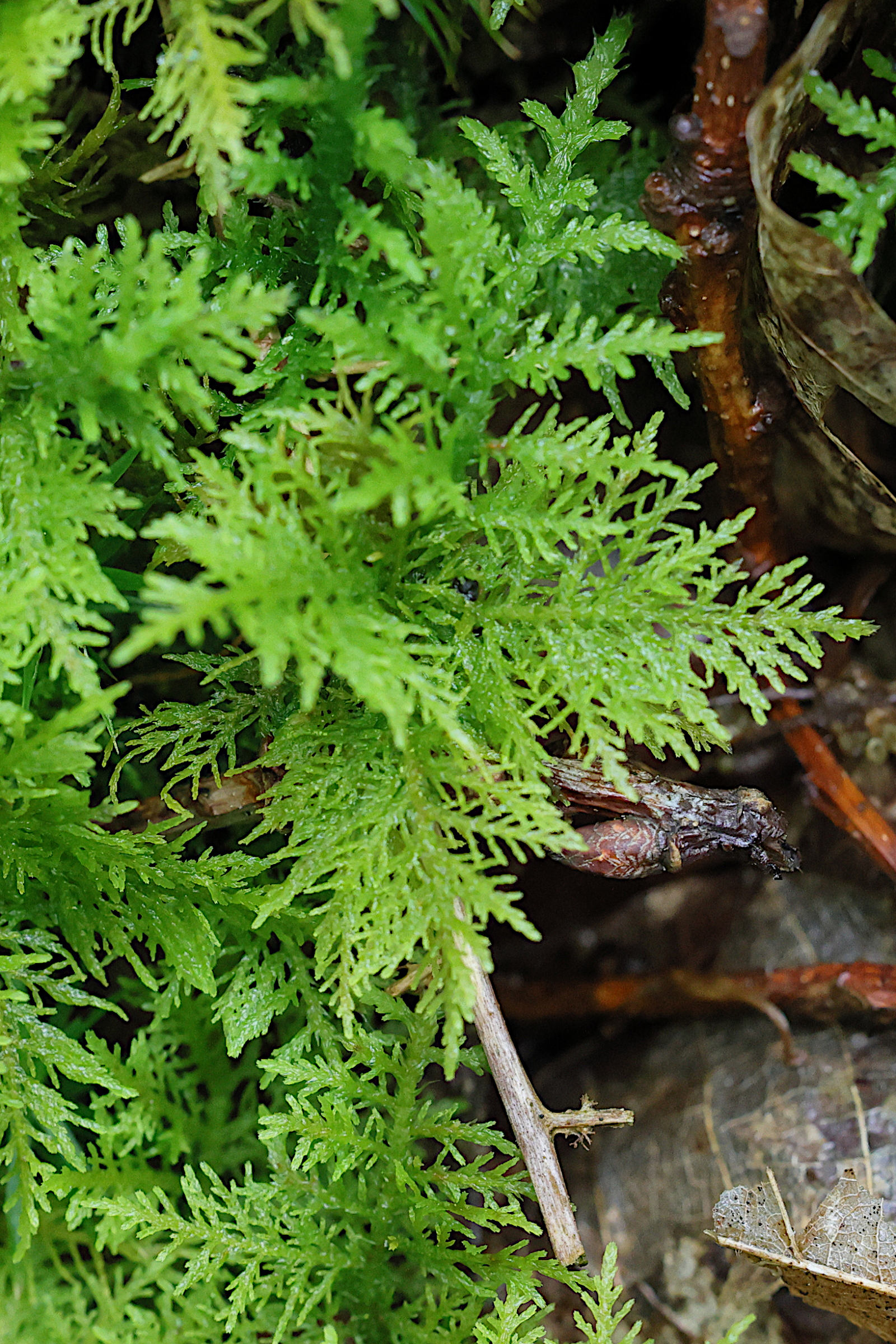 Afficher le média thuidium_tamariscinum4md thuidium_tamariscinum4md