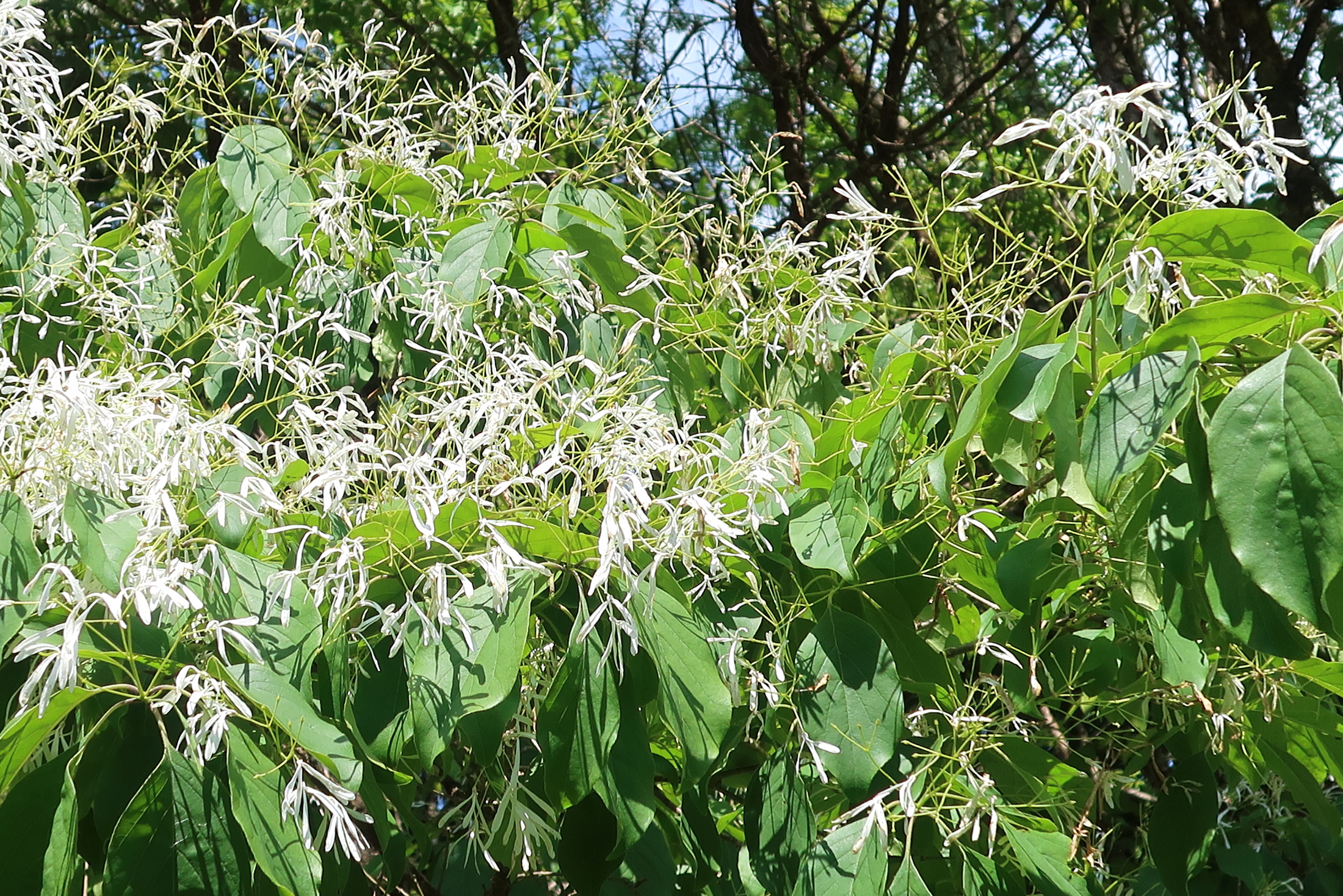 Afficher le média chionanthus_retusus3md chionanthus_retusus3md