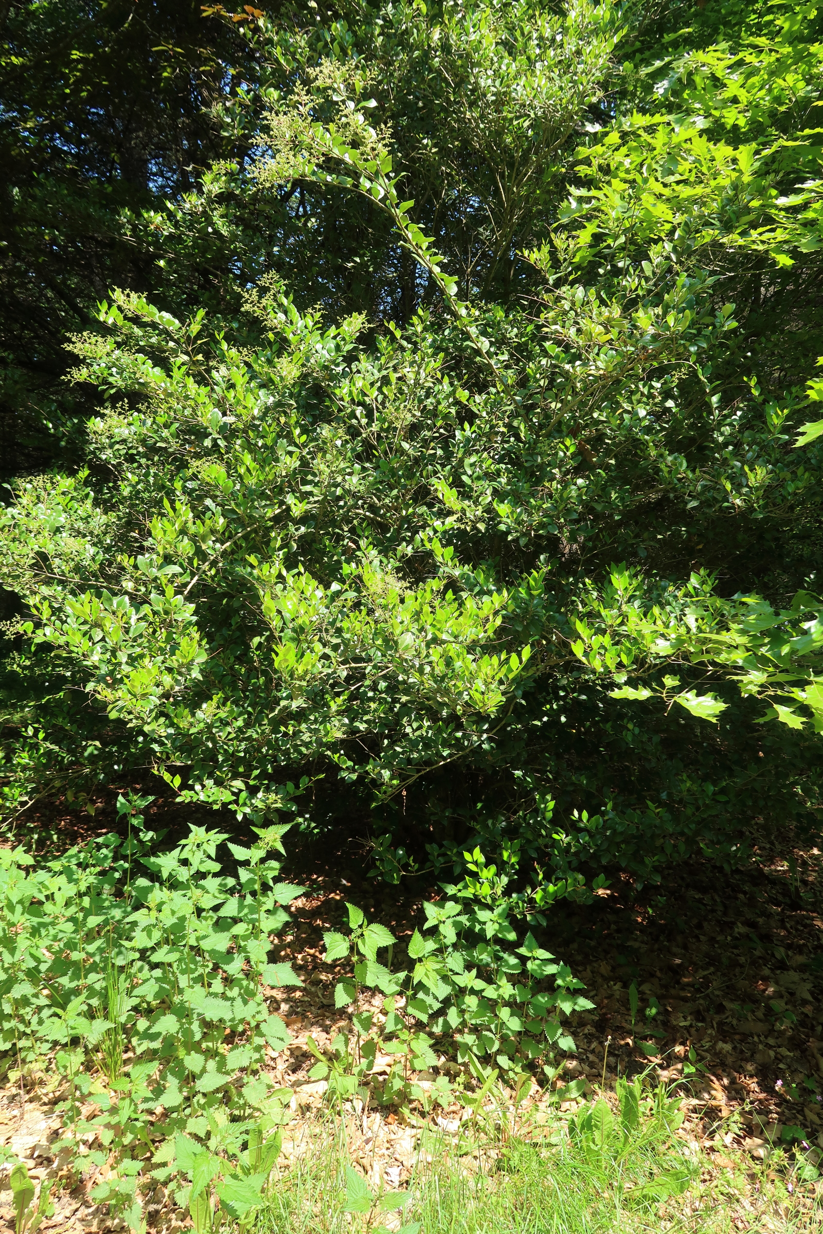 Afficher le média ligustrum_japonicum_texanum1md ligustrum_japonicum_texanum1md