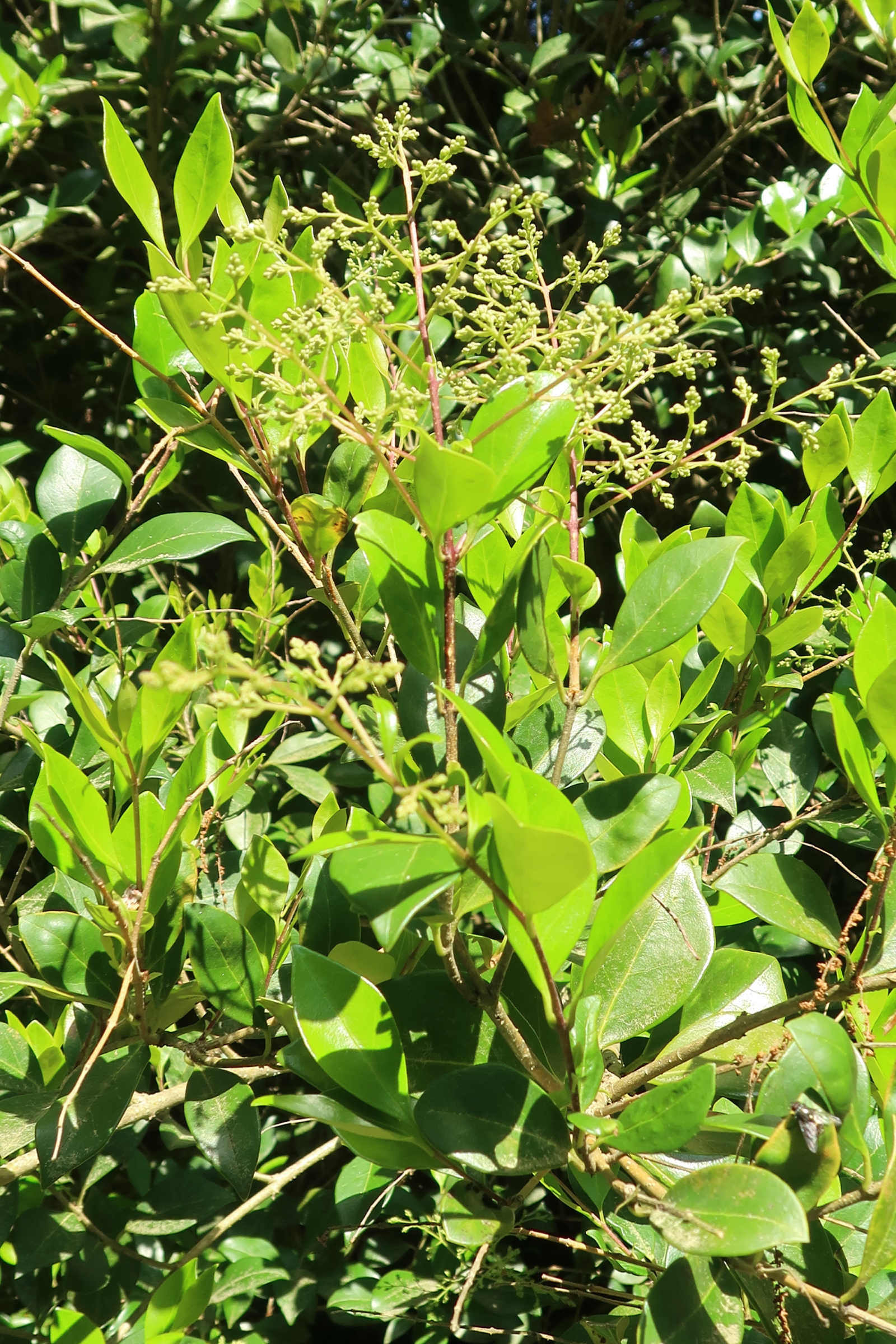 Afficher le média ligustrum_japonicum_texanum2md ligustrum_japonicum_texanum2md