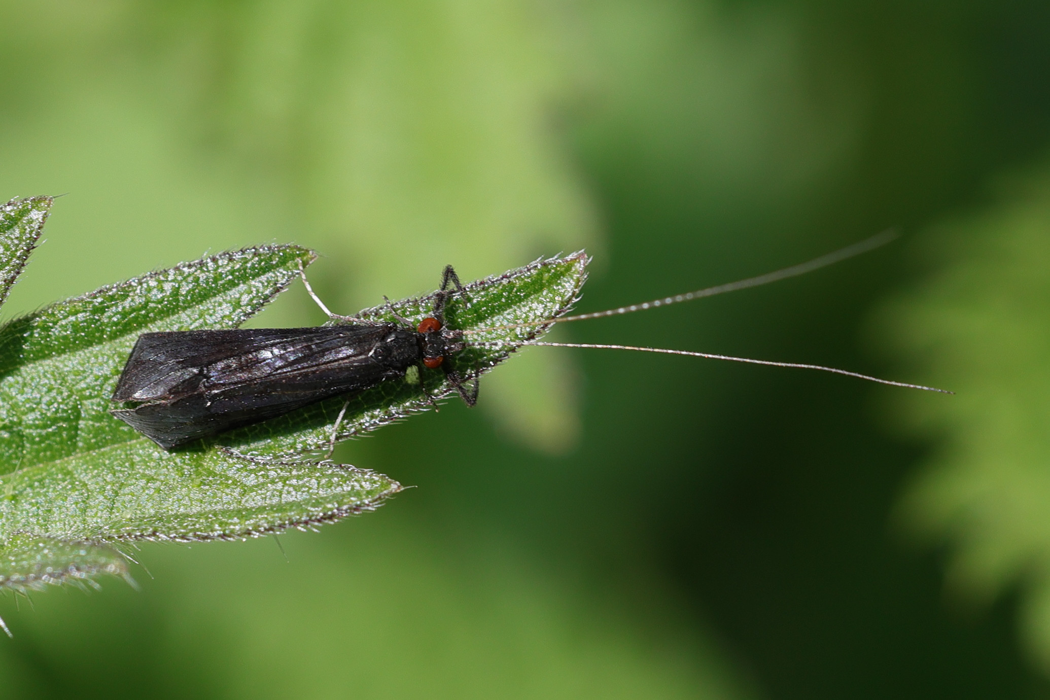 mystacides_azureus4md