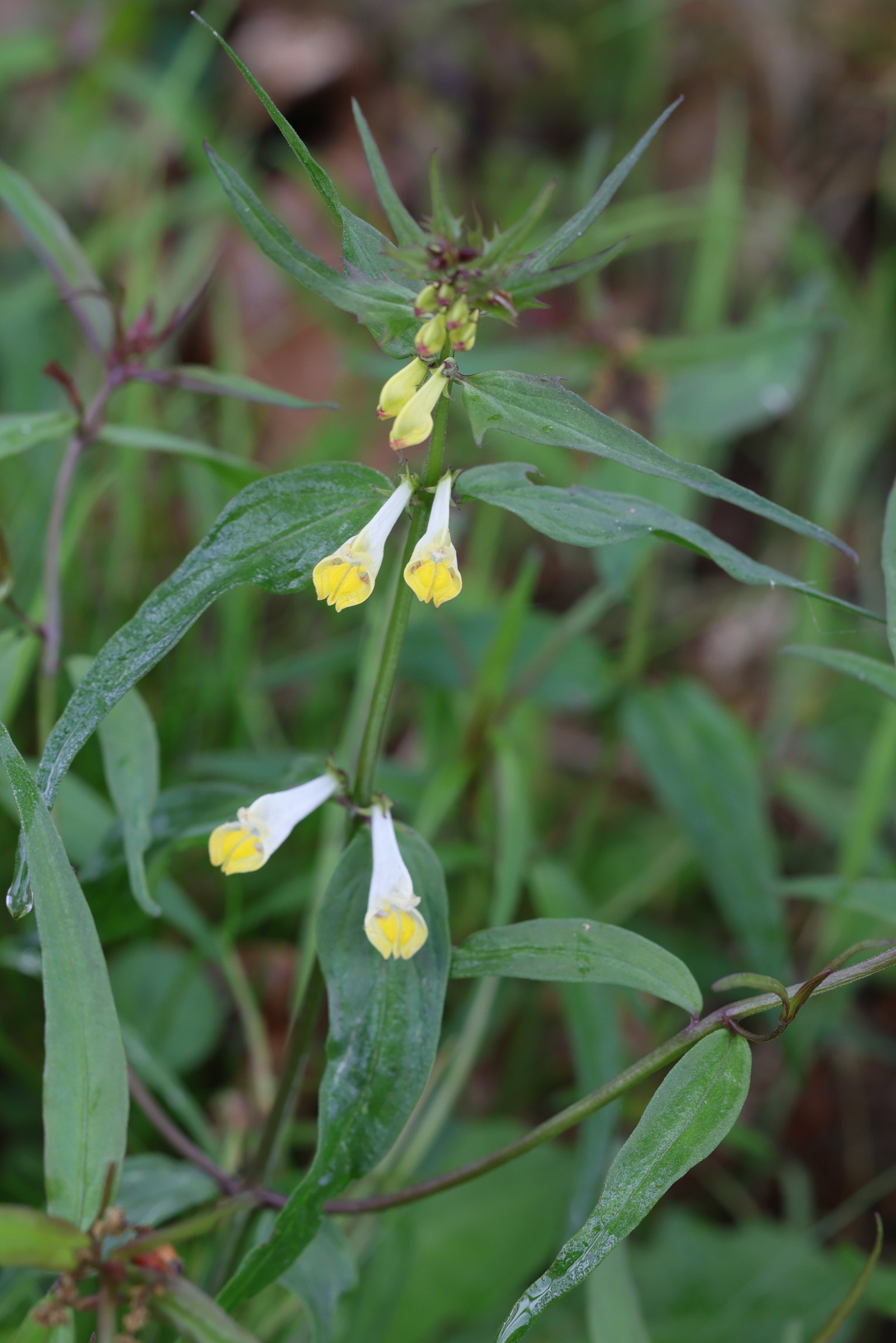 melampyrum_pratense1md