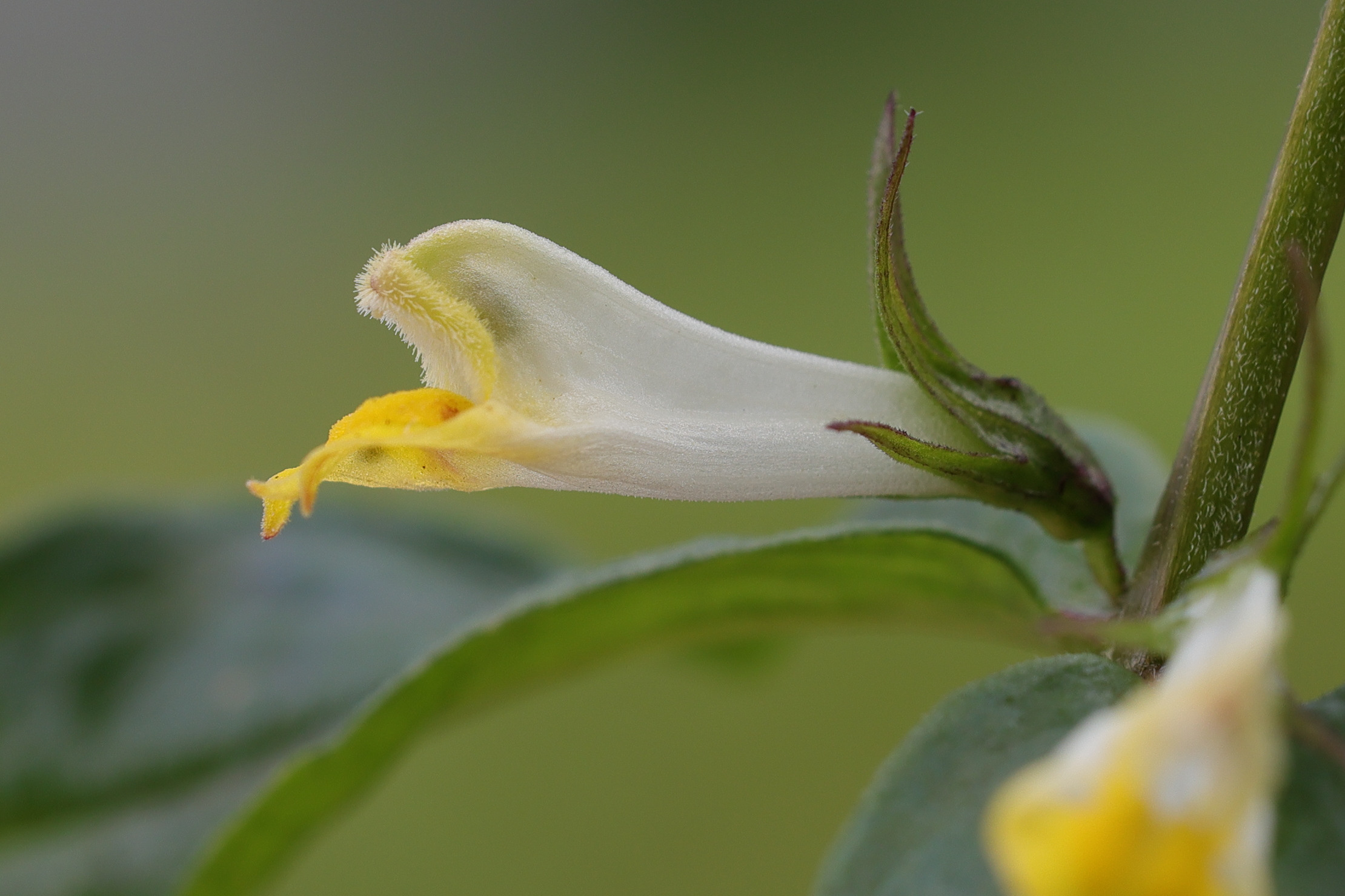 melampyrum_pratense2md