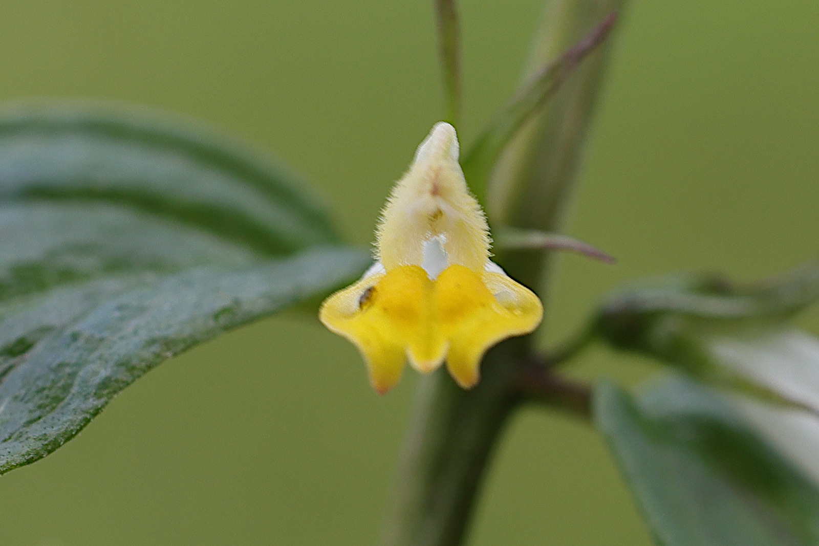 melampyrum_pratense3md