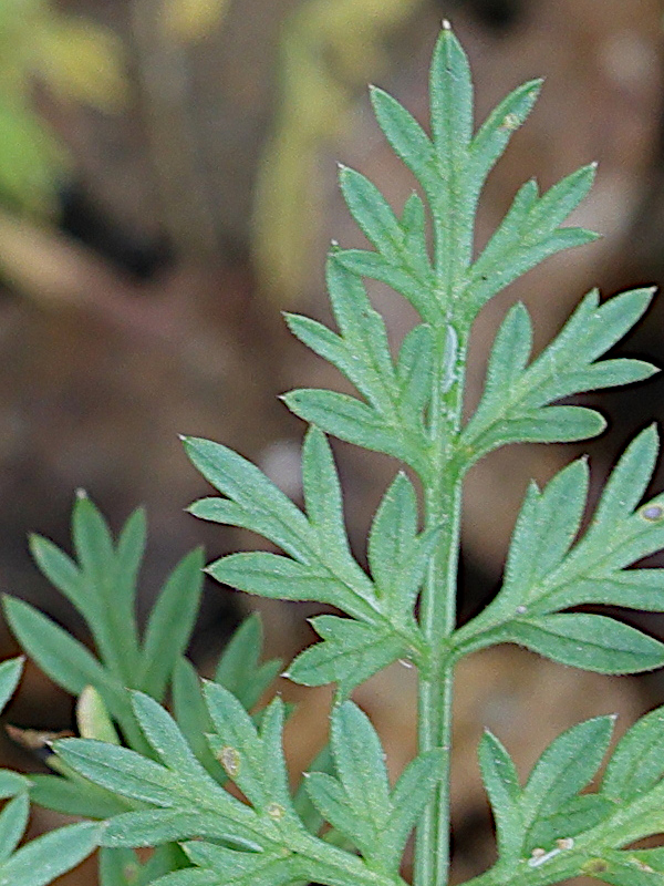 Afficher le média selinum_carvifolia2md selinum_carvifolia2md