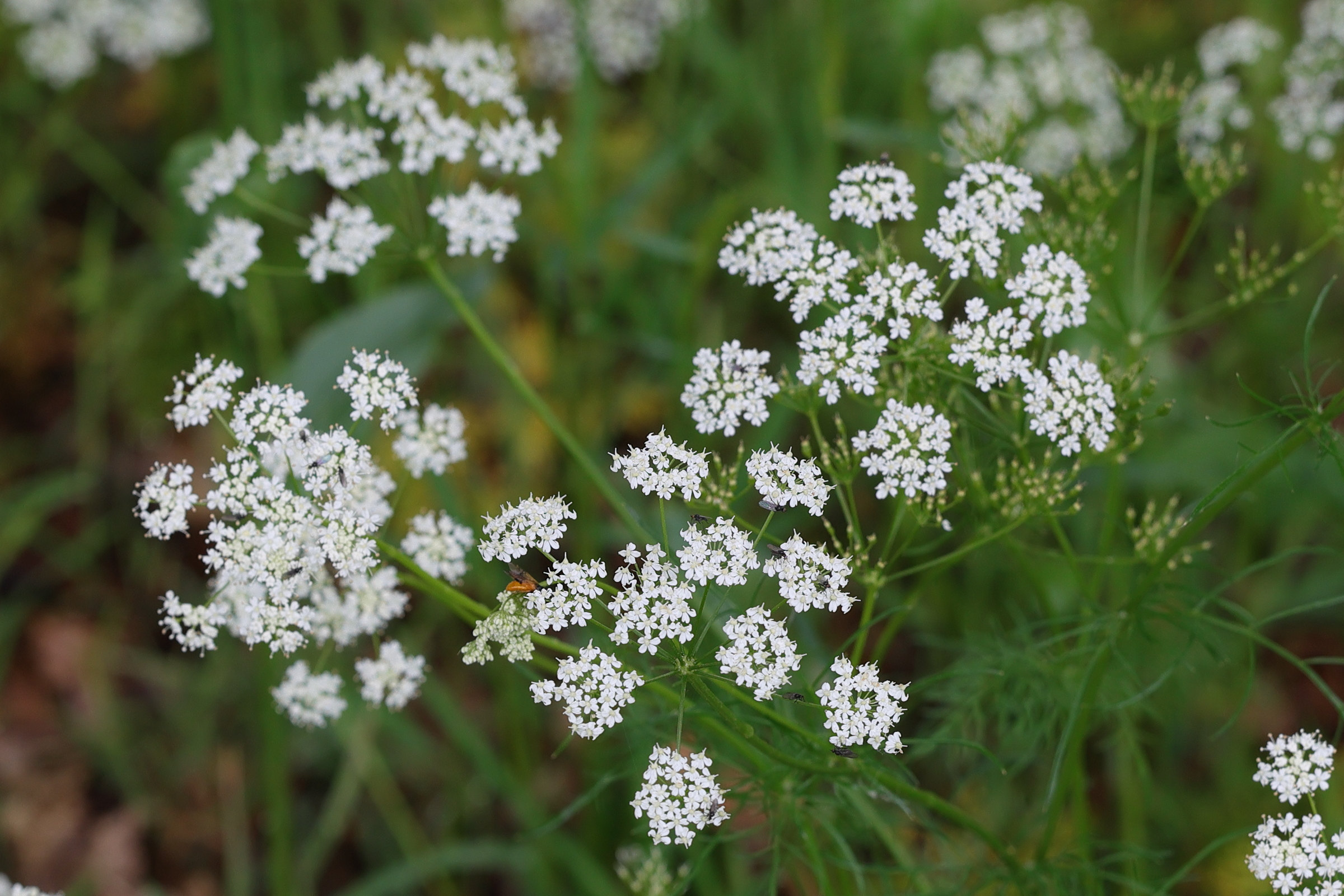 Afficher le média selinum_carvifolia3md selinum_carvifolia3md