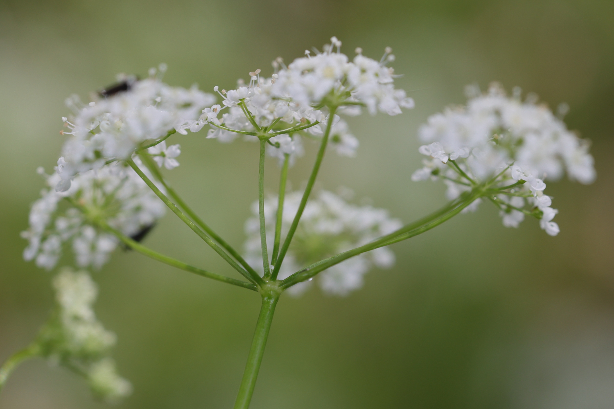 Afficher le média selinum_carvifolia4md selinum_carvifolia4md
