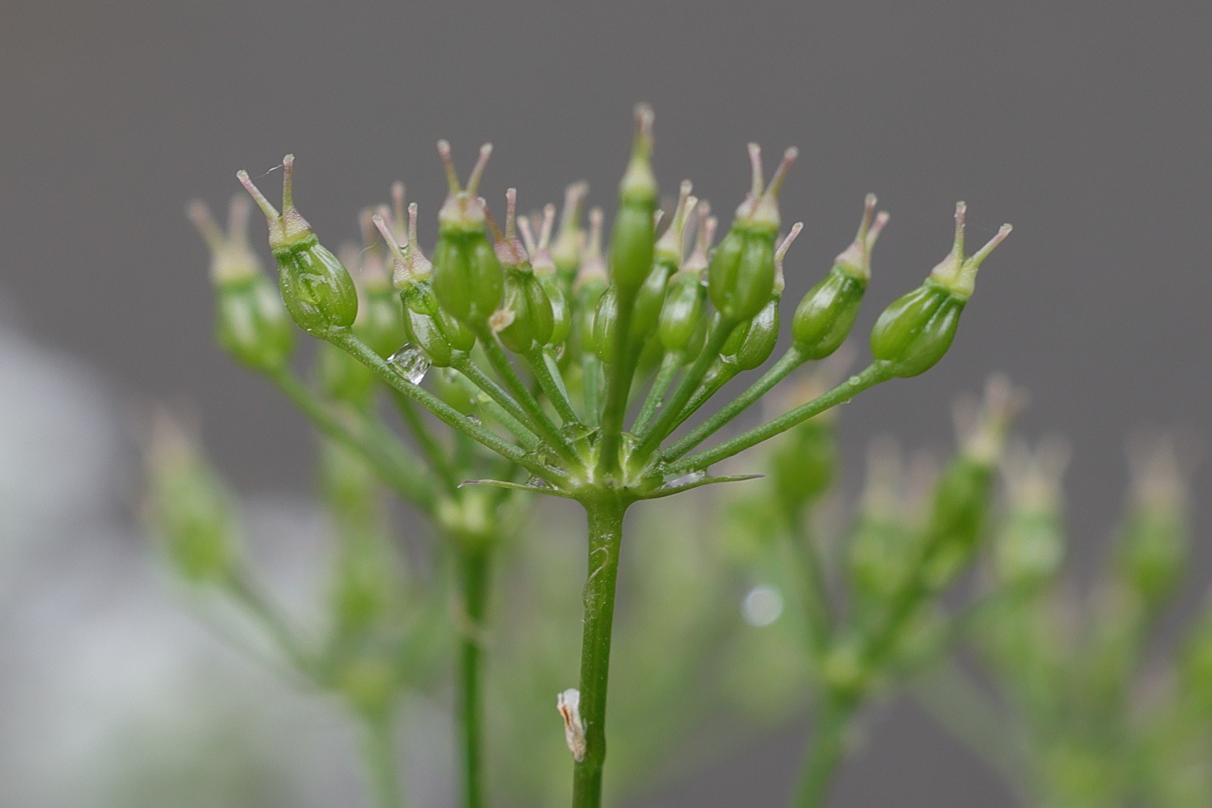 Afficher le média selinum_carvifolia5md selinum_carvifolia5md