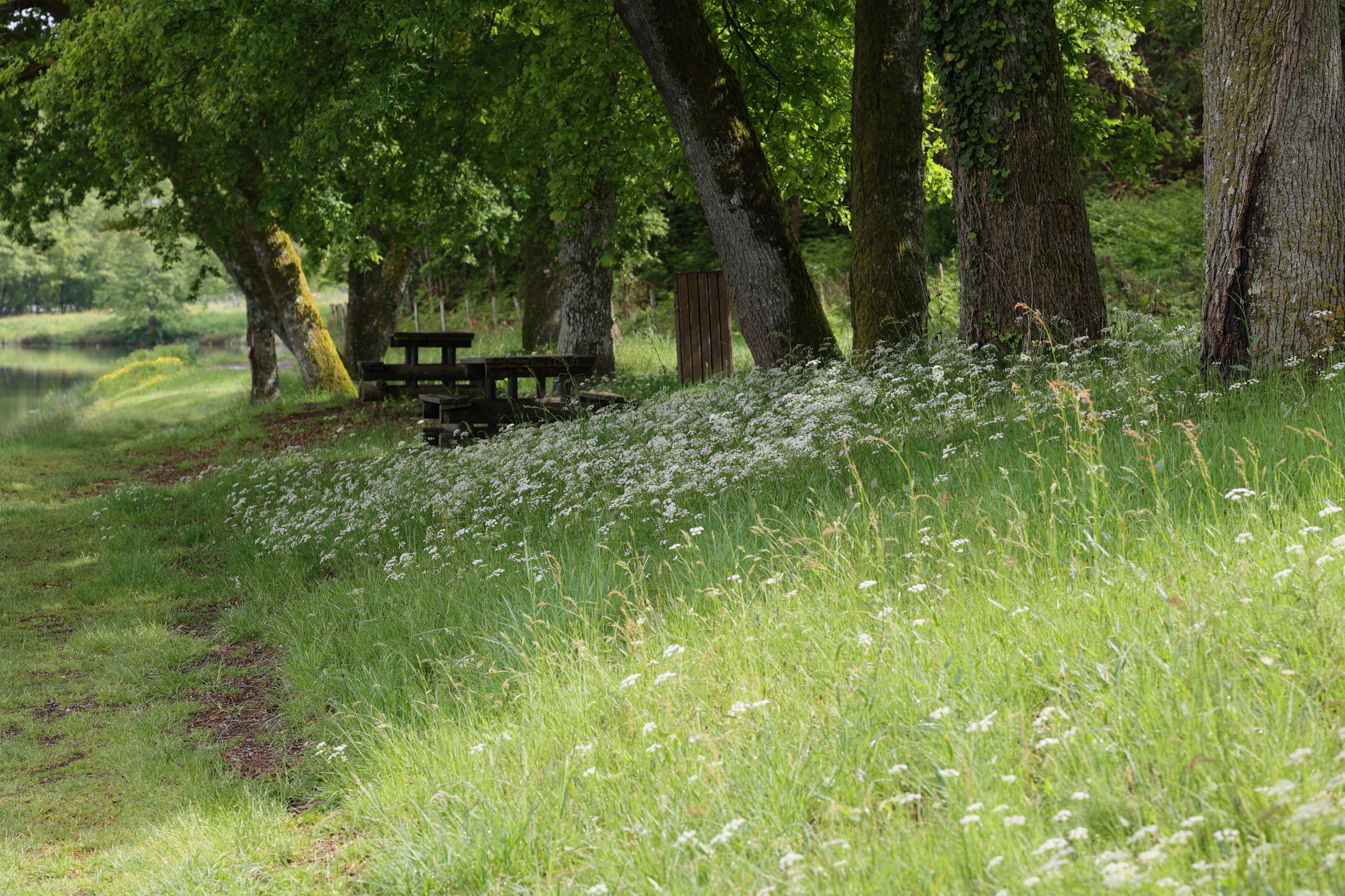 Afficher le média selinum_carvifolia6md selinum_carvifolia6md