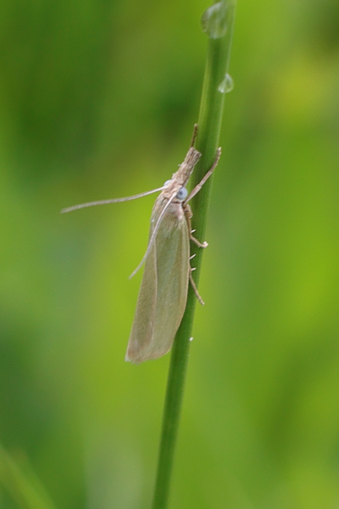 Afficher le média crambus_perlellus3md crambus_perlellus3md