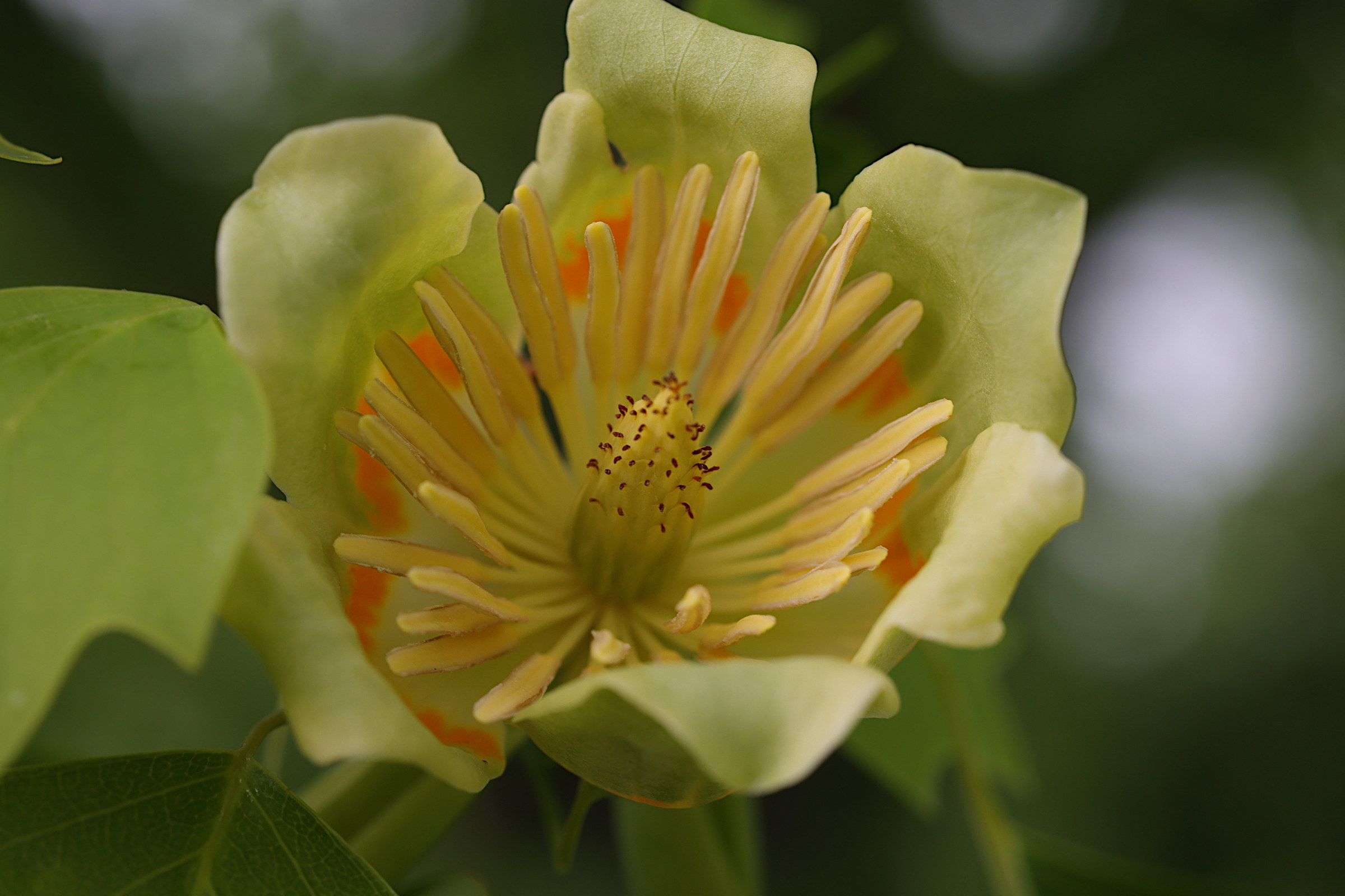 liriodendron_tulipifera10md