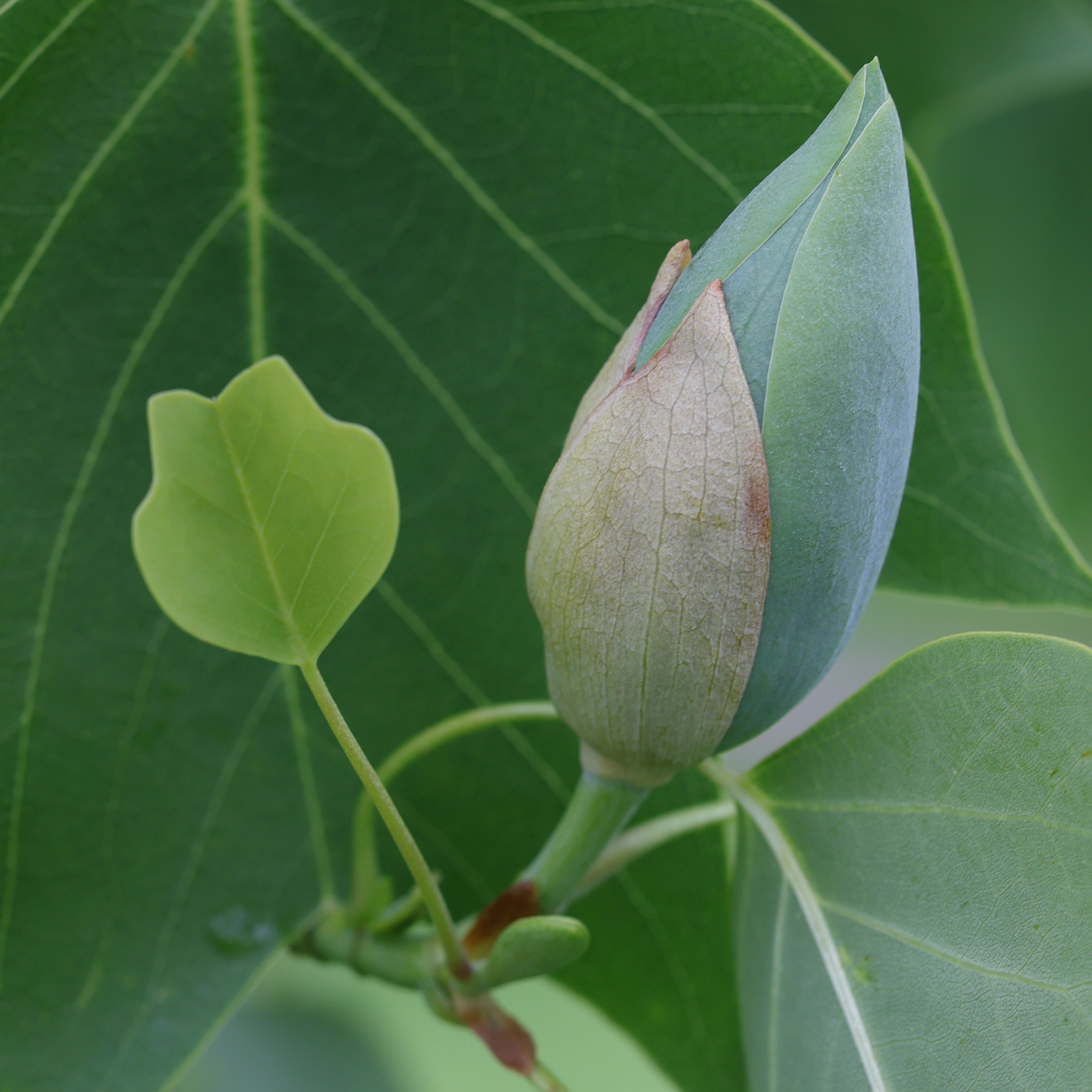 liriodendron_tulipifera11md