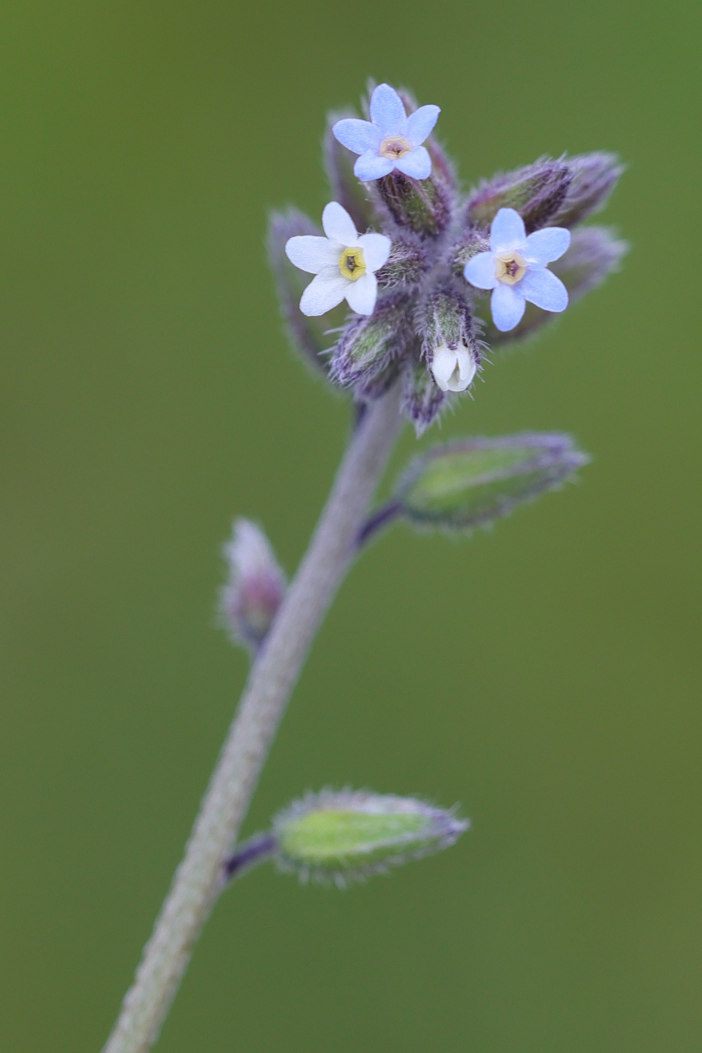 myosotis_discolor2md