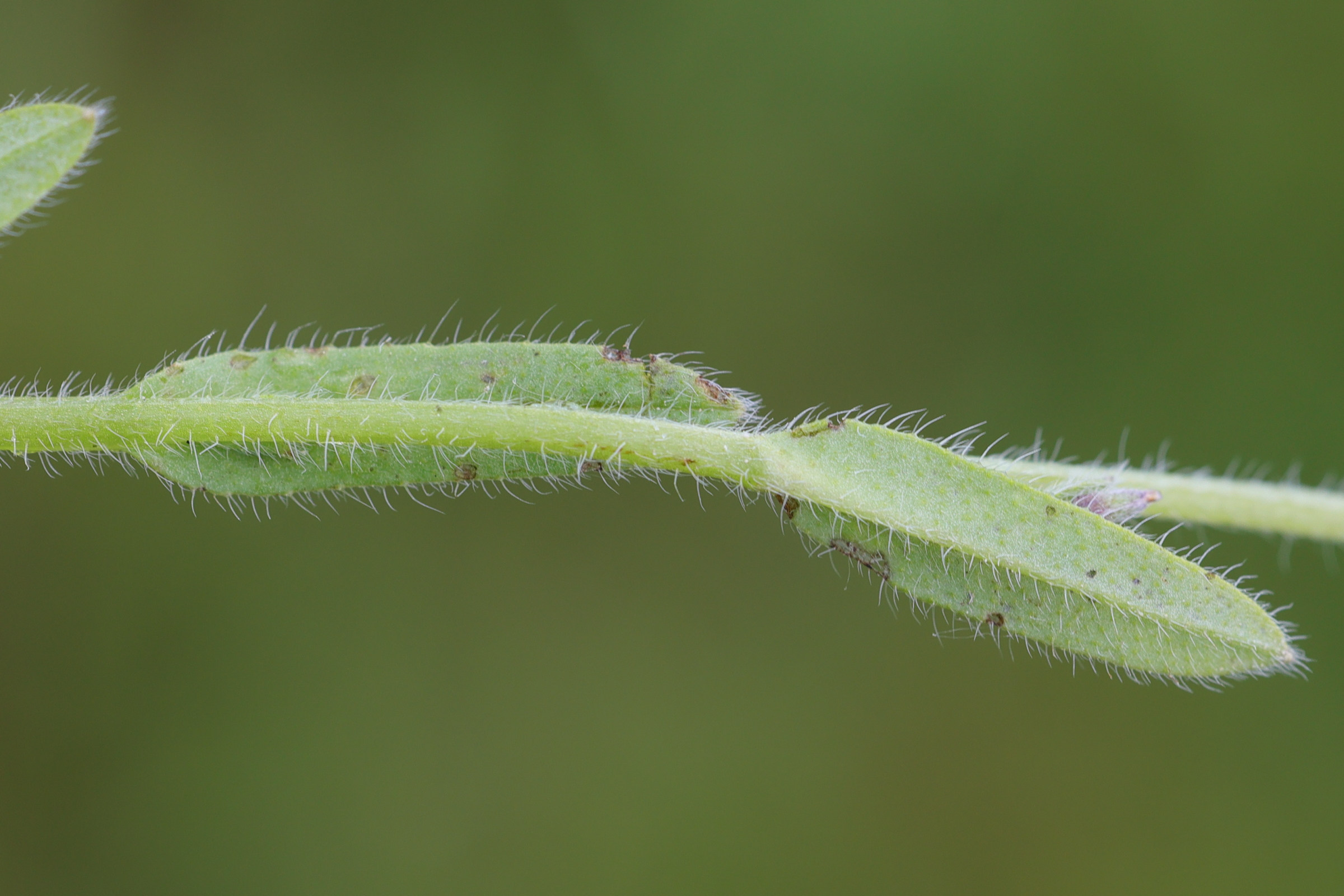 myosotis_discolor3md