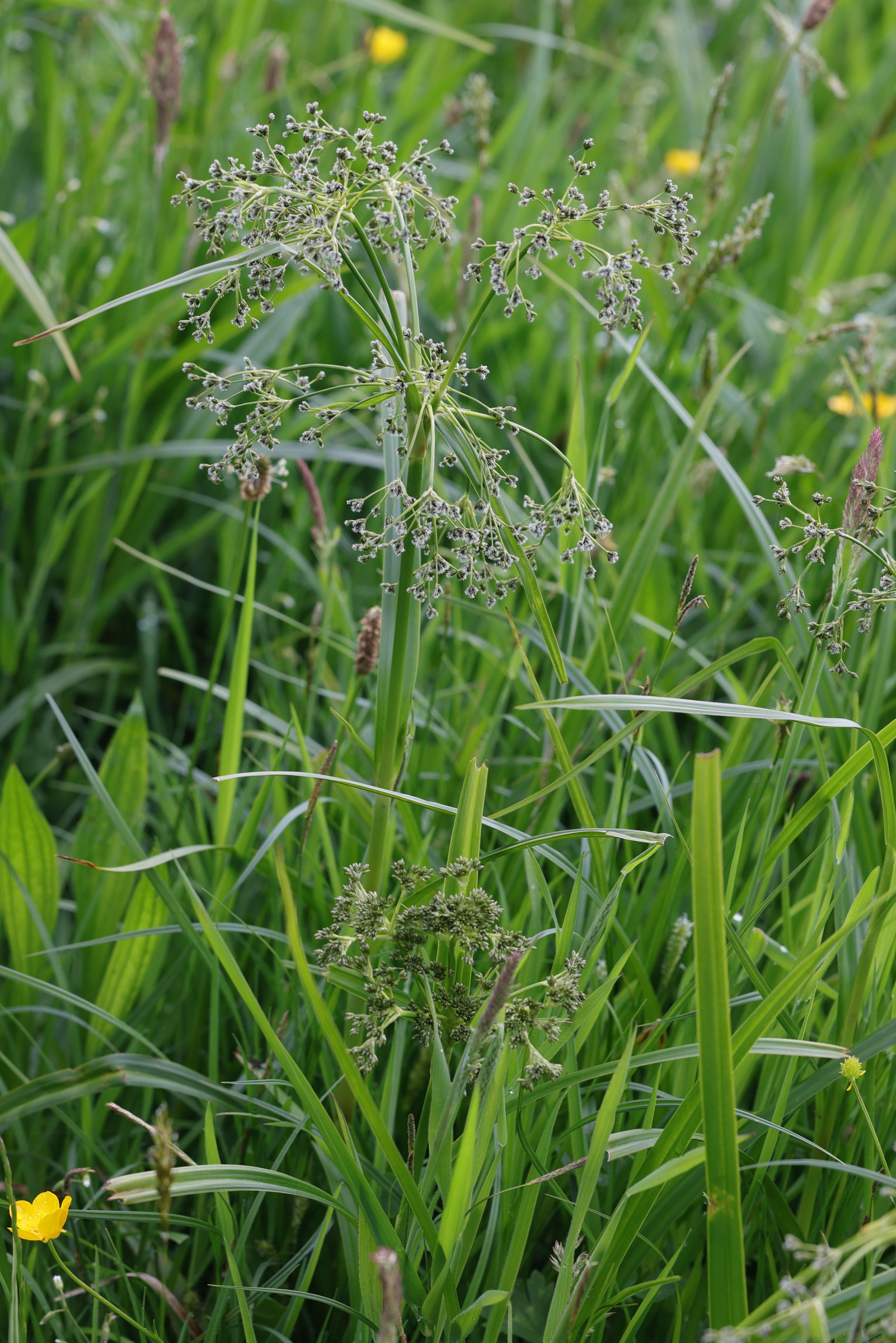 scirpus_sylvaticus10md