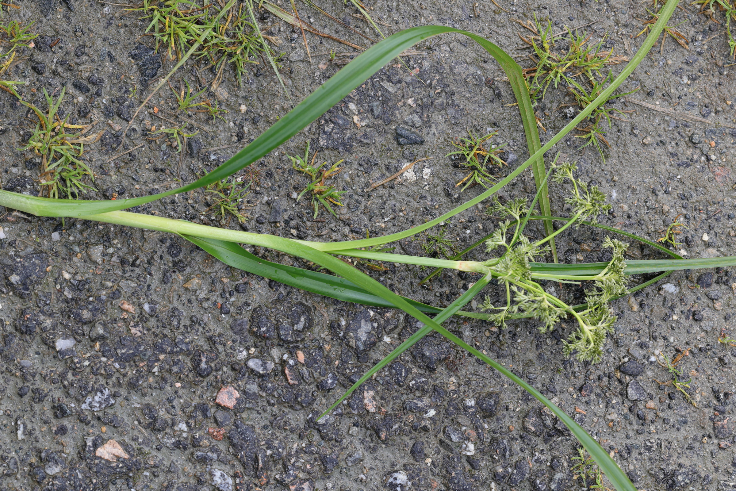 scirpus_sylvaticus7md