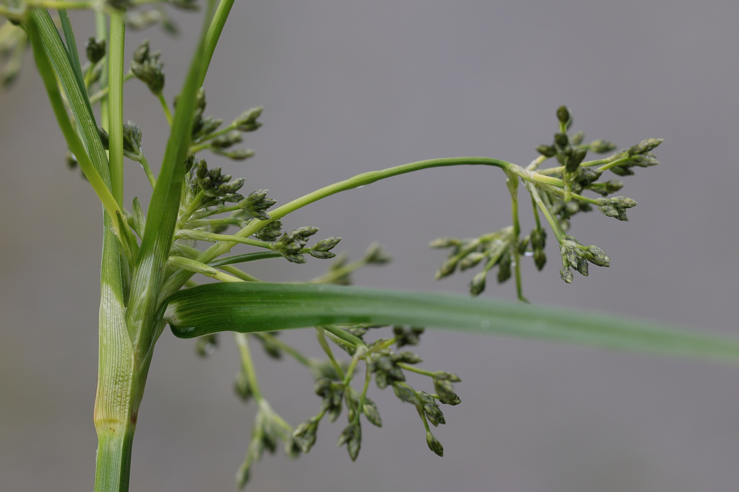scirpus_sylvaticus8md