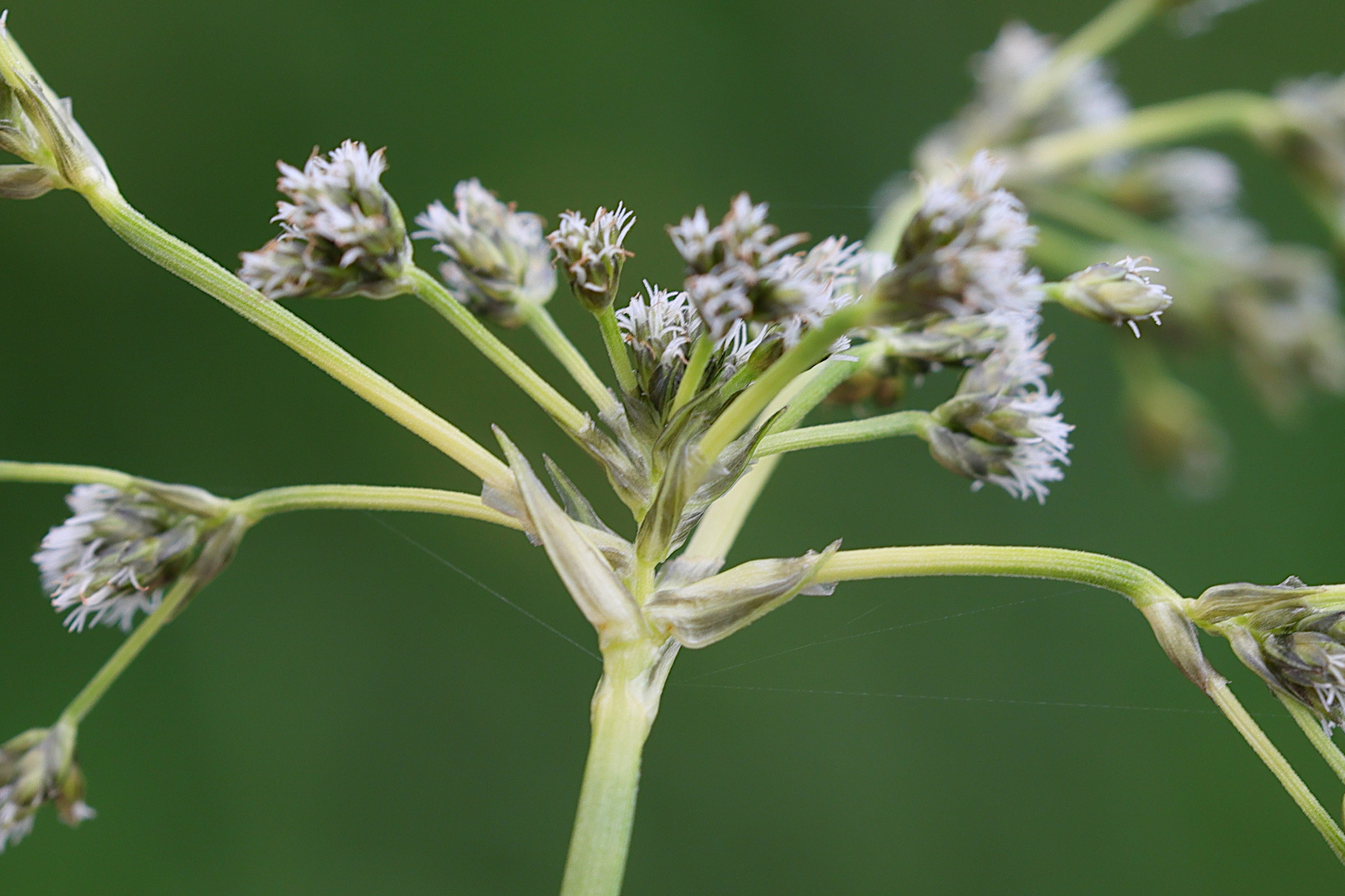 scirpus_sylvaticus9md