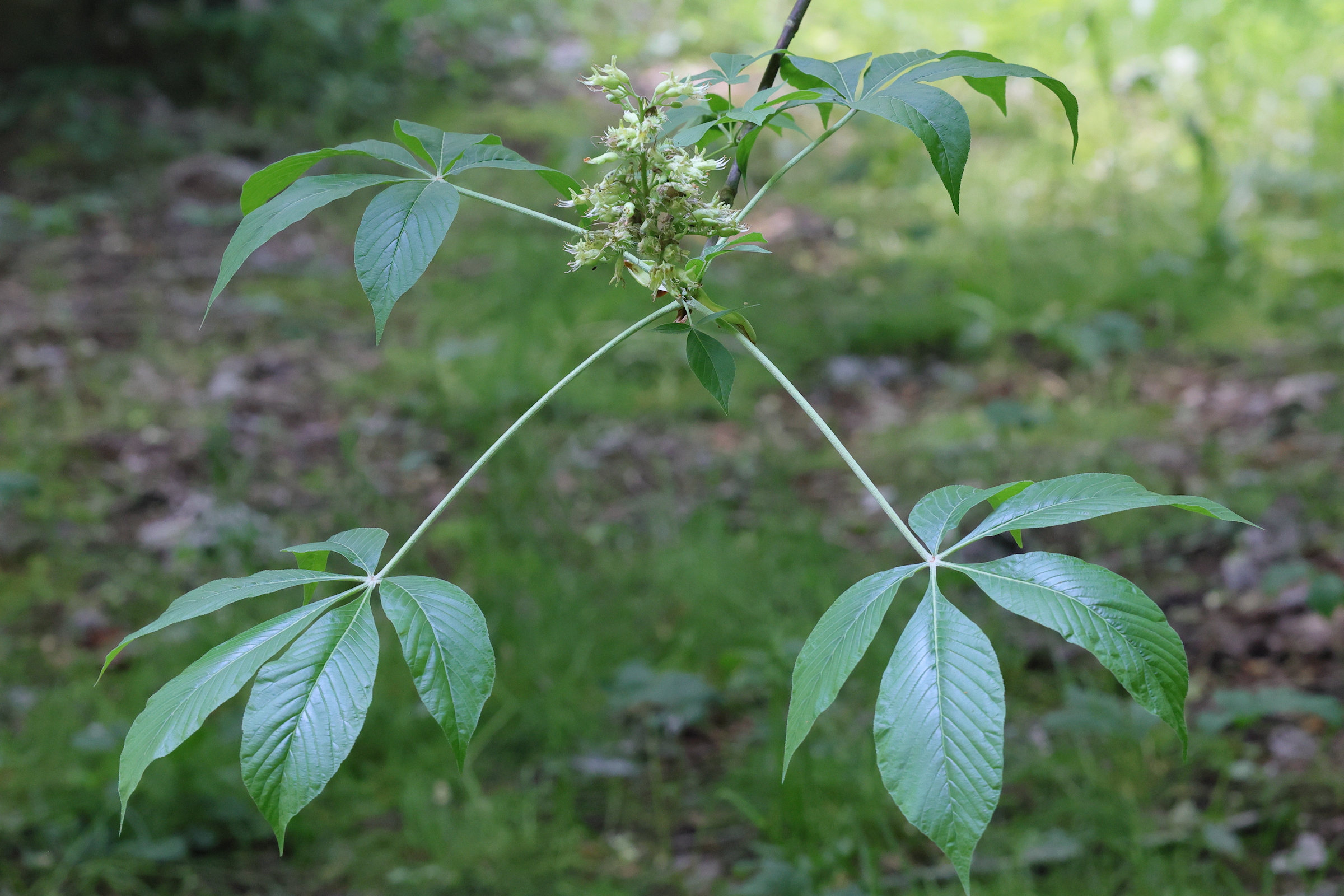 aesculus_glabra1md