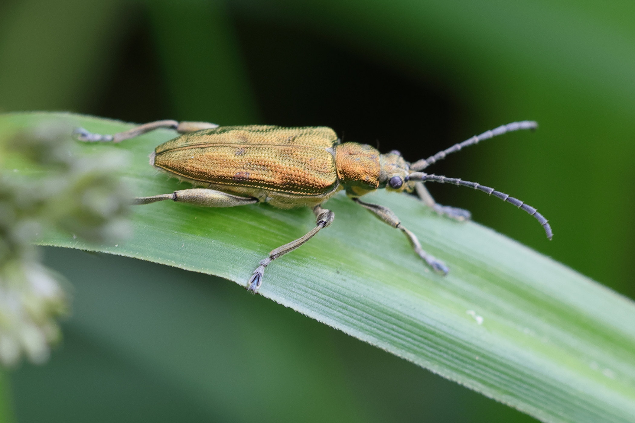 donacia_marginata1md