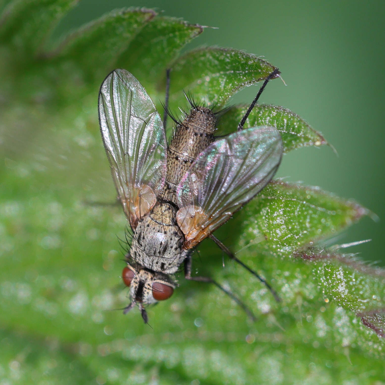 solieria_pacifica1md