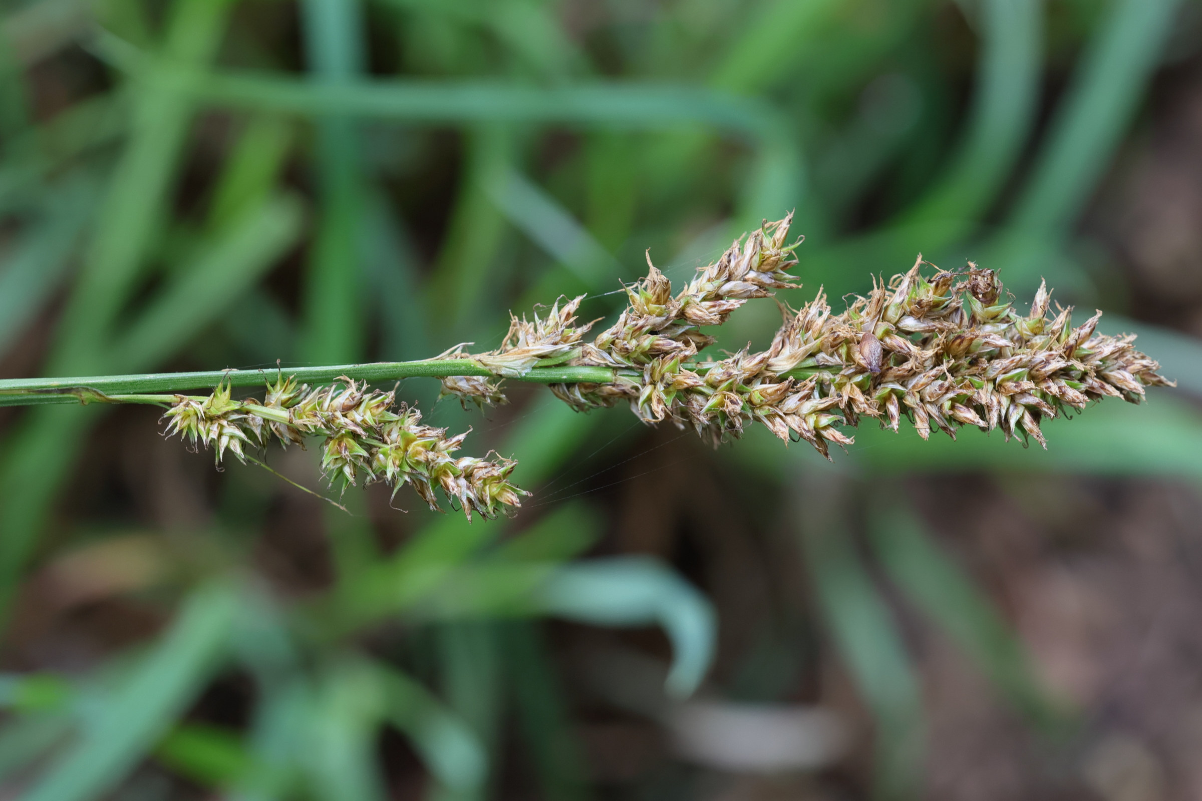 carex_paniculata7md