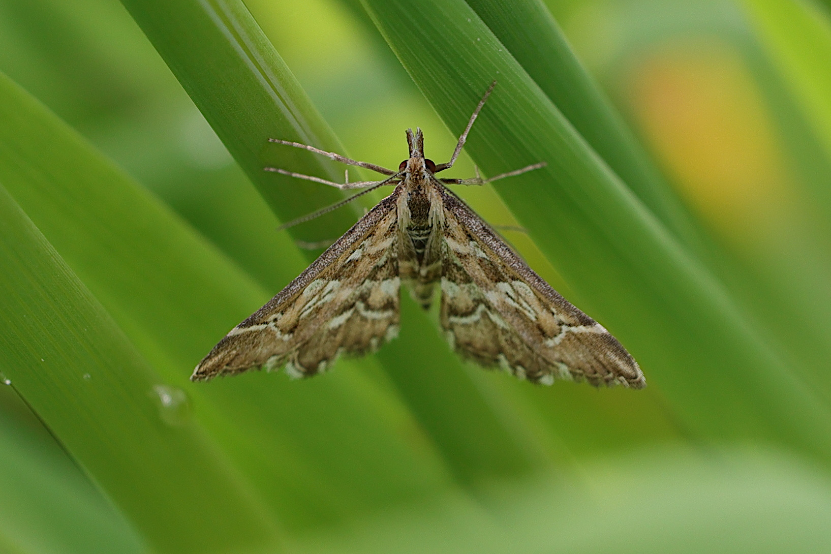 diasemia_reticularis1md