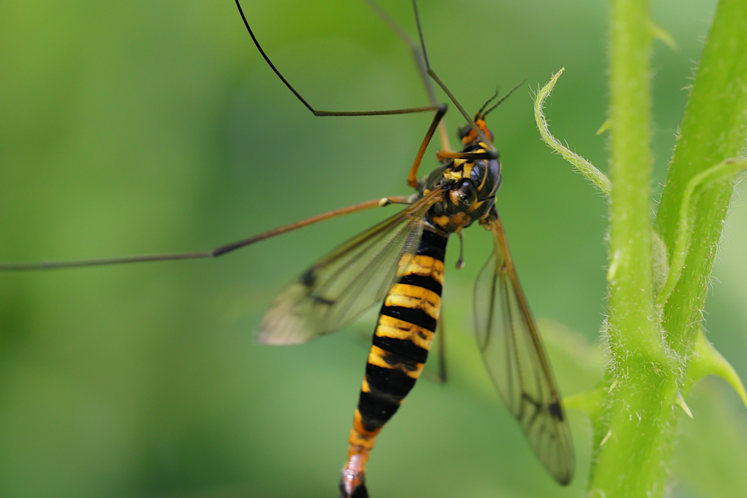 nephrotoma_crocata1md