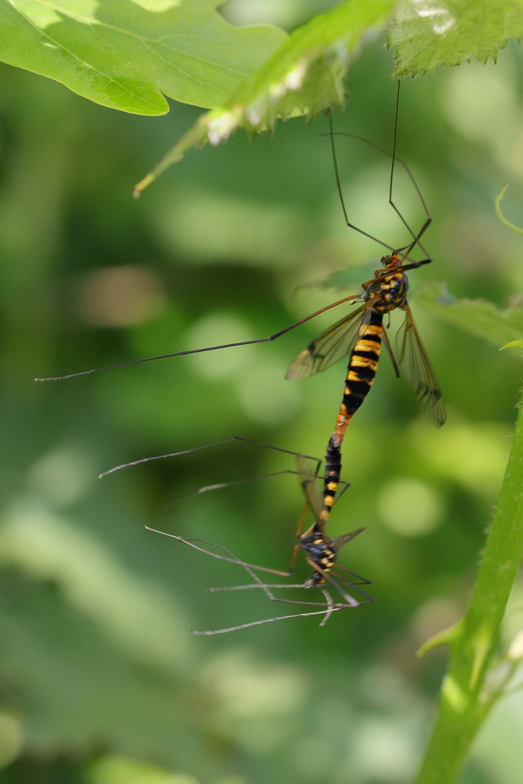 nephrotoma_crocata2md