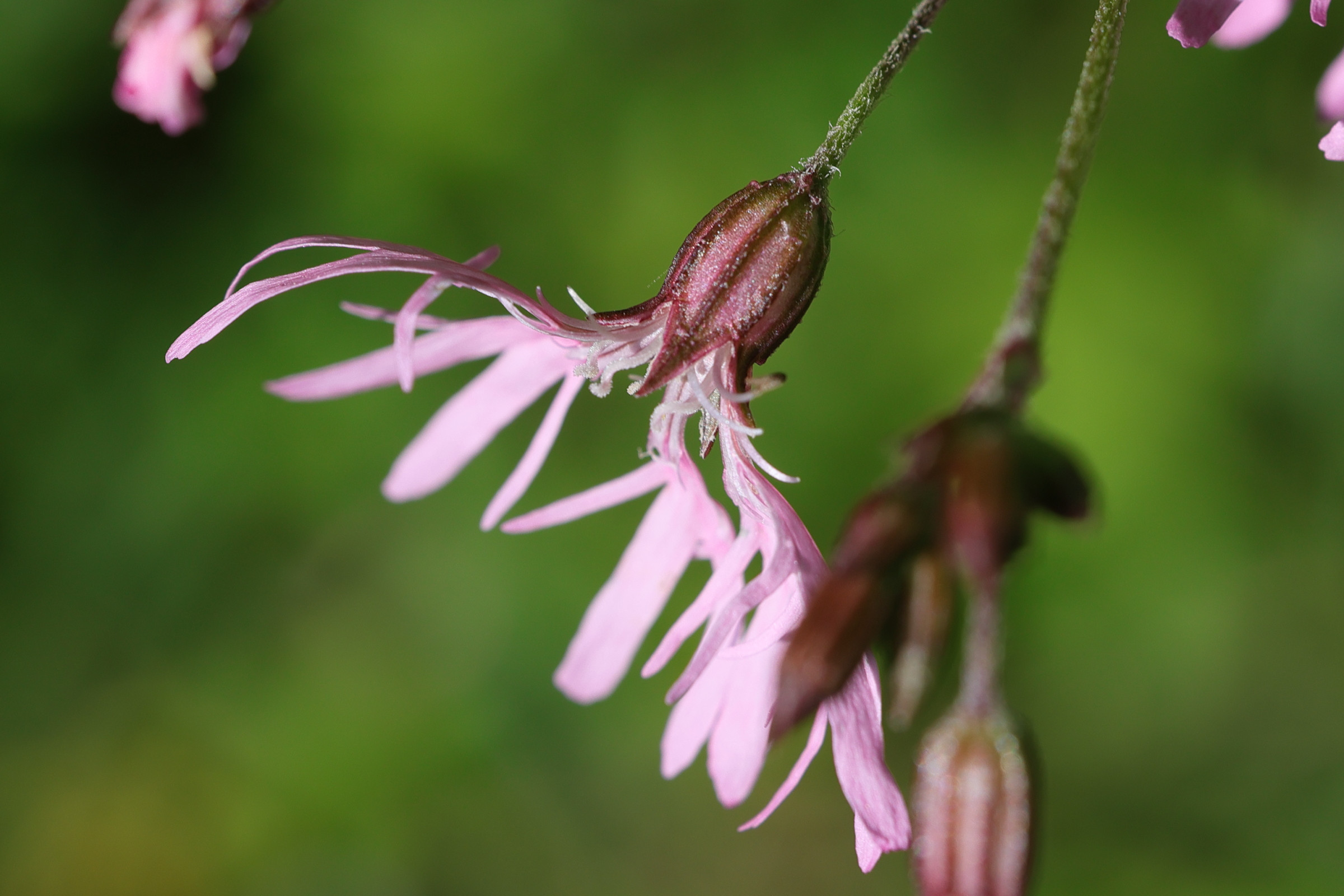 silene_flos-cuculi7md