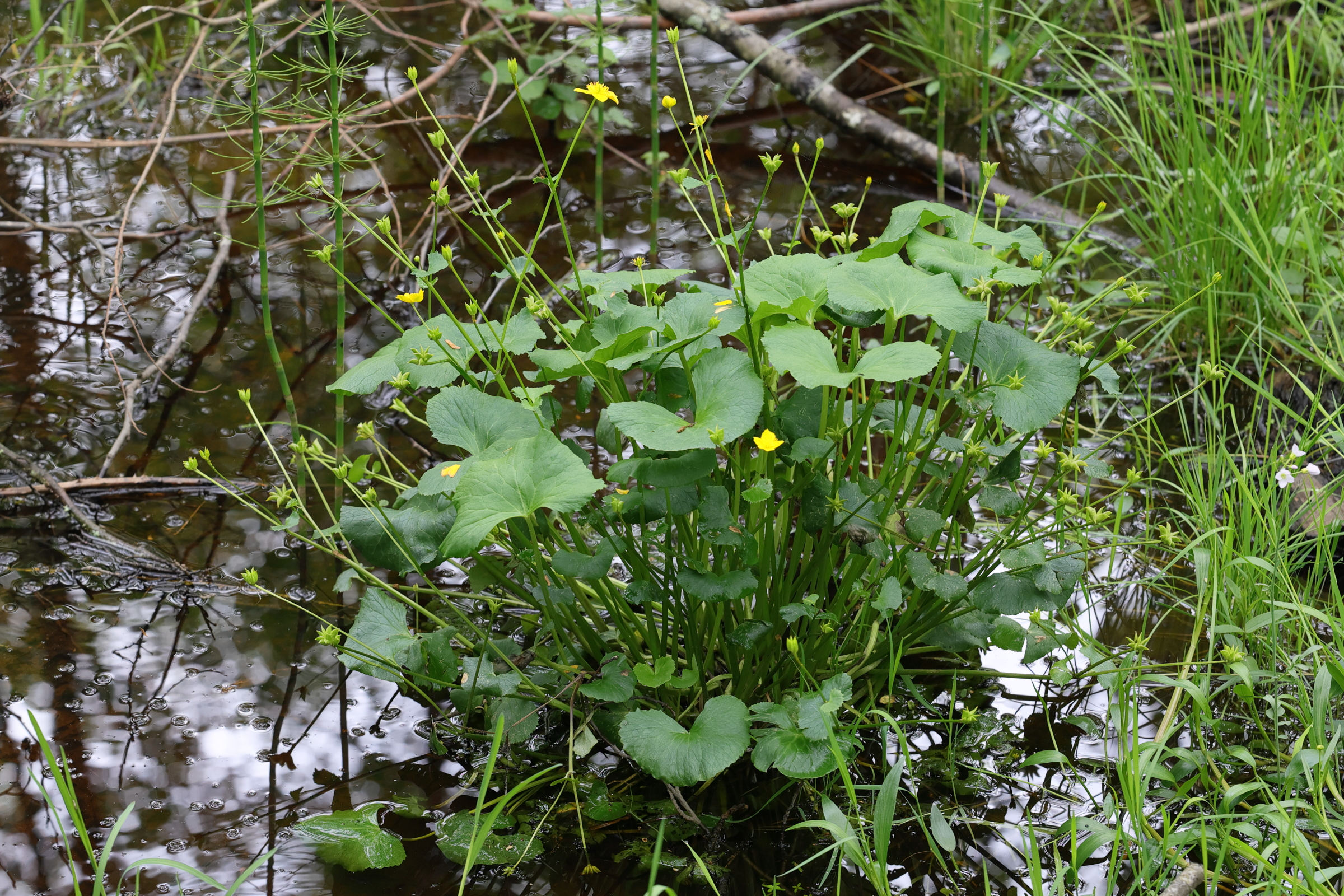 Afficher le média caltha_palustris7md caltha_palustris7md