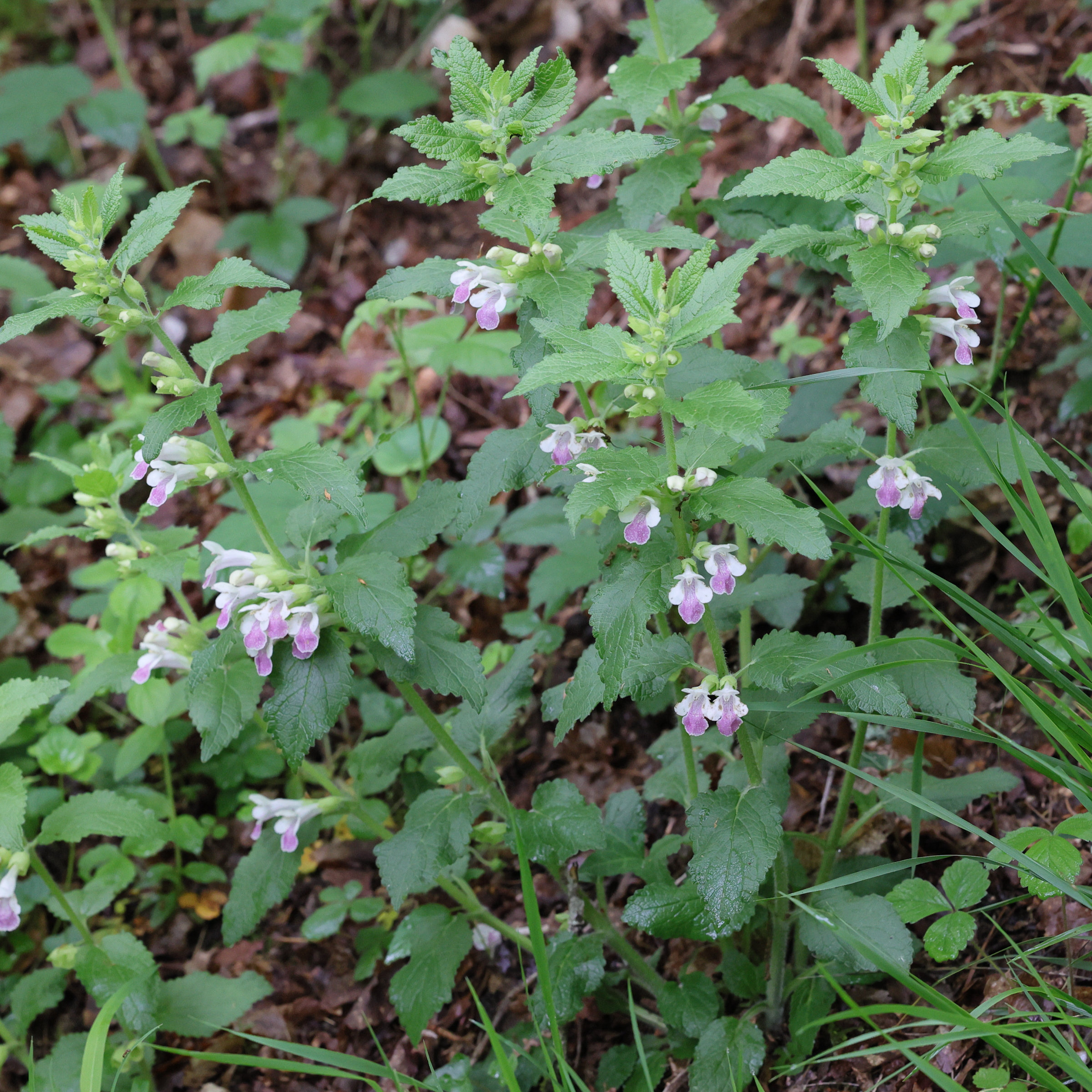 Afficher le média melittis_melissophylum7md melittis_melissophylum7md