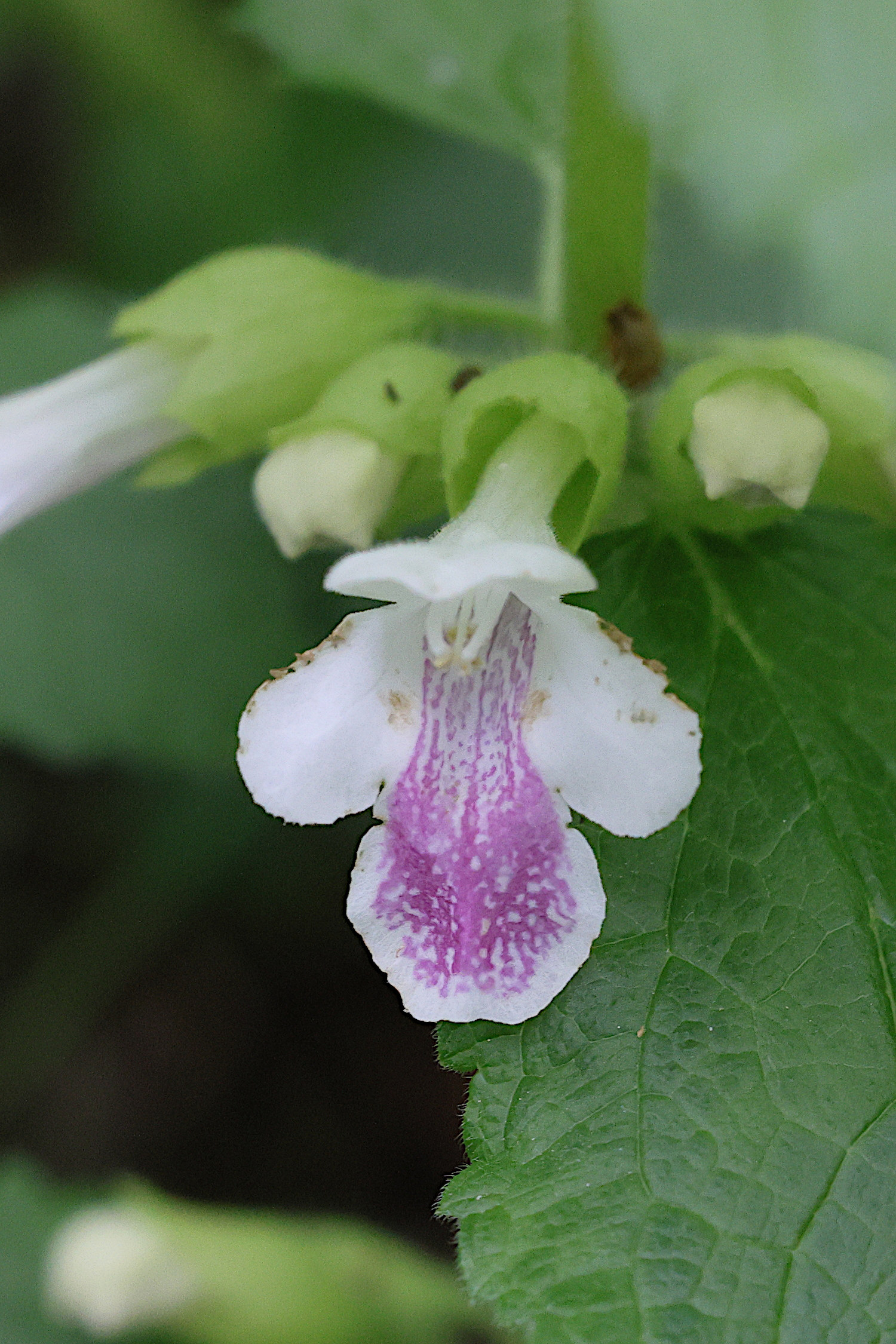 Afficher le média melittis_melissophylum8md melittis_melissophylum8md