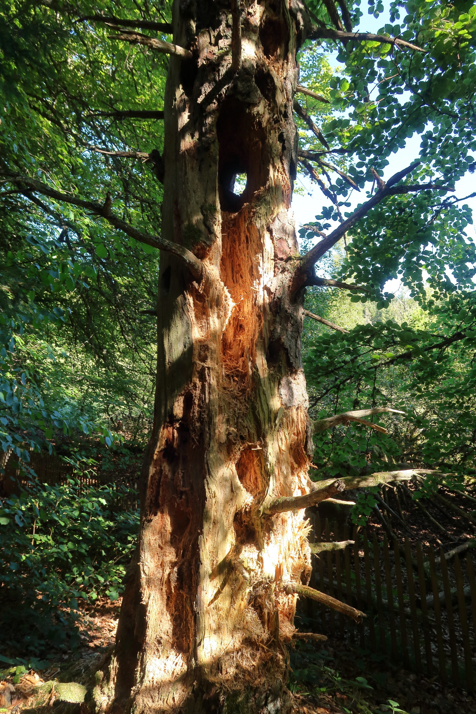 pic_noir_-_recherche_de_nourriture1md