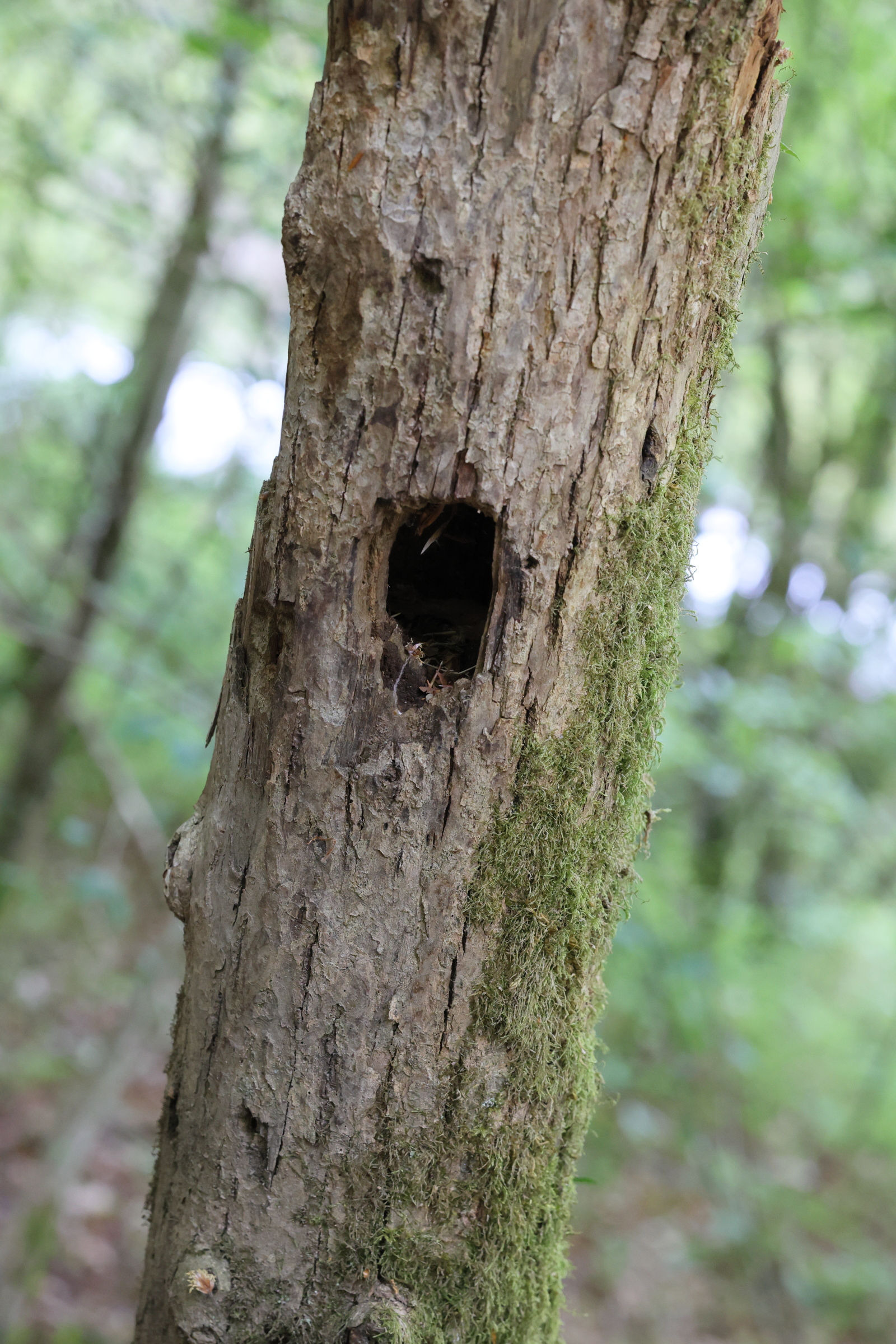 pic_noir_-_recherche_de_nourriture4md