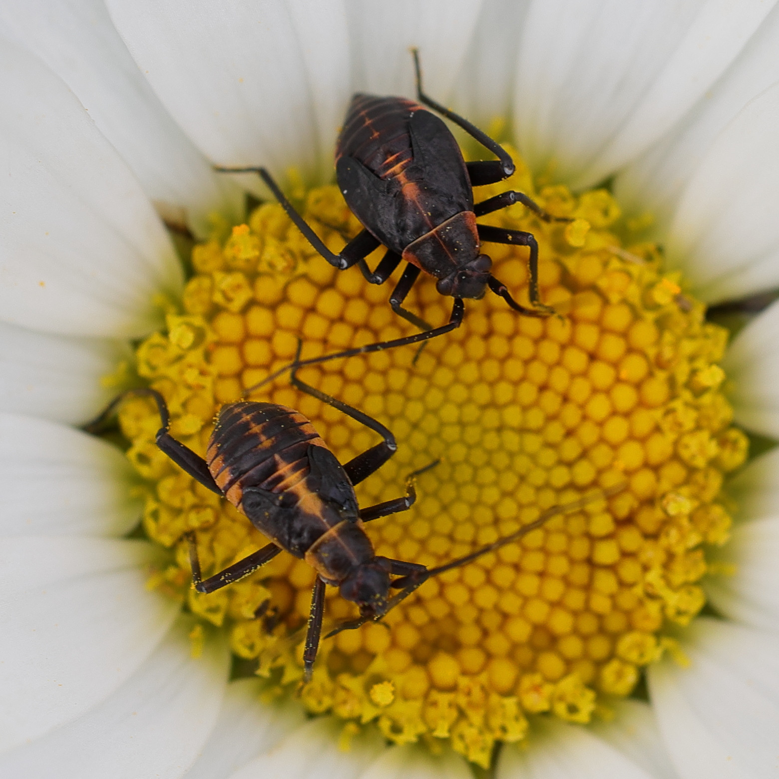 capsodes_flavomarginatus_juv3md