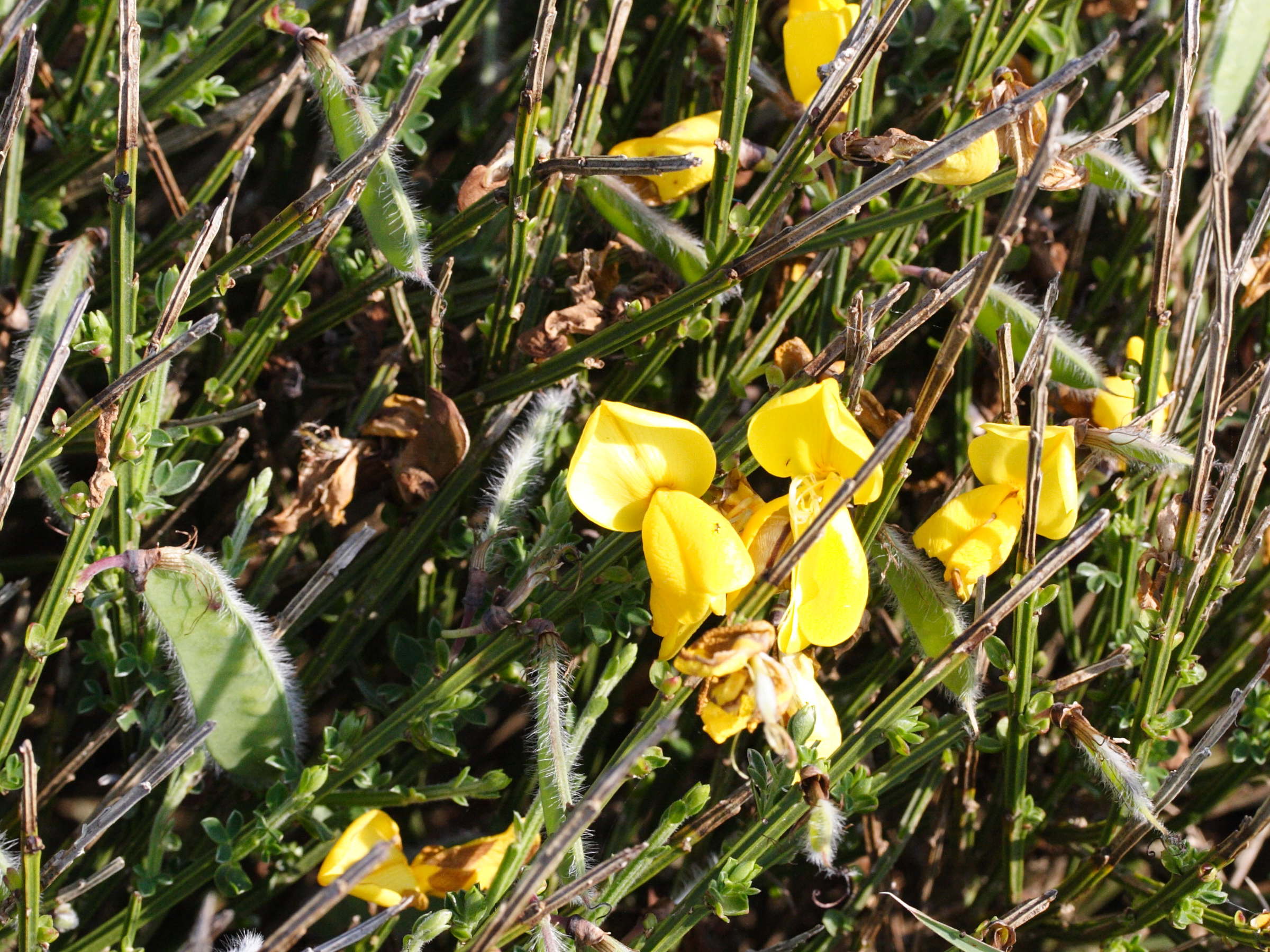 Afficher le média cytisus_scoparius_maritimus2md cytisus_scoparius_maritimus2md