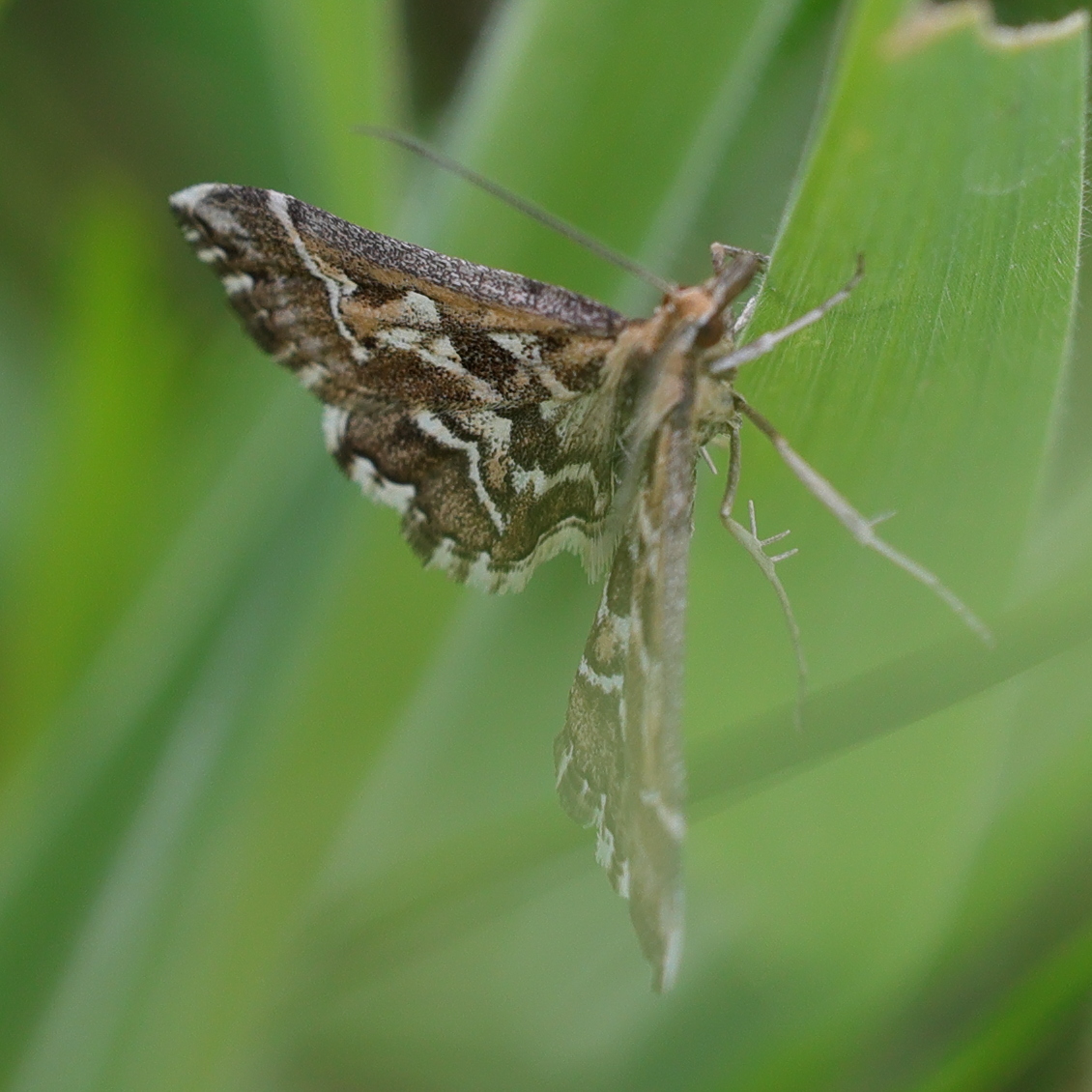 diasemia_reticularis2md