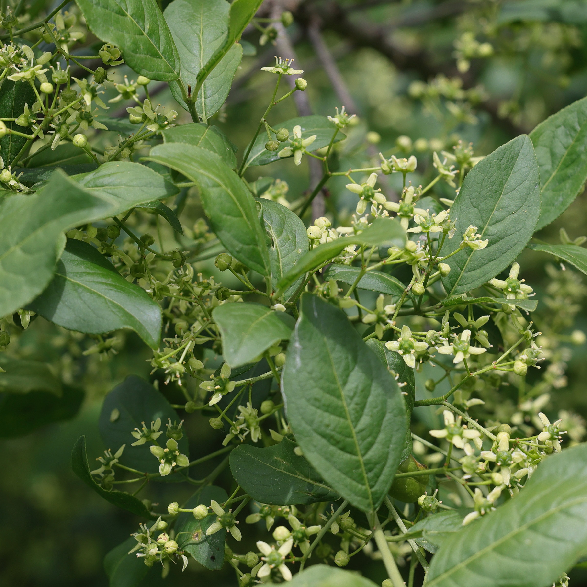 euonymus_europaeus1md