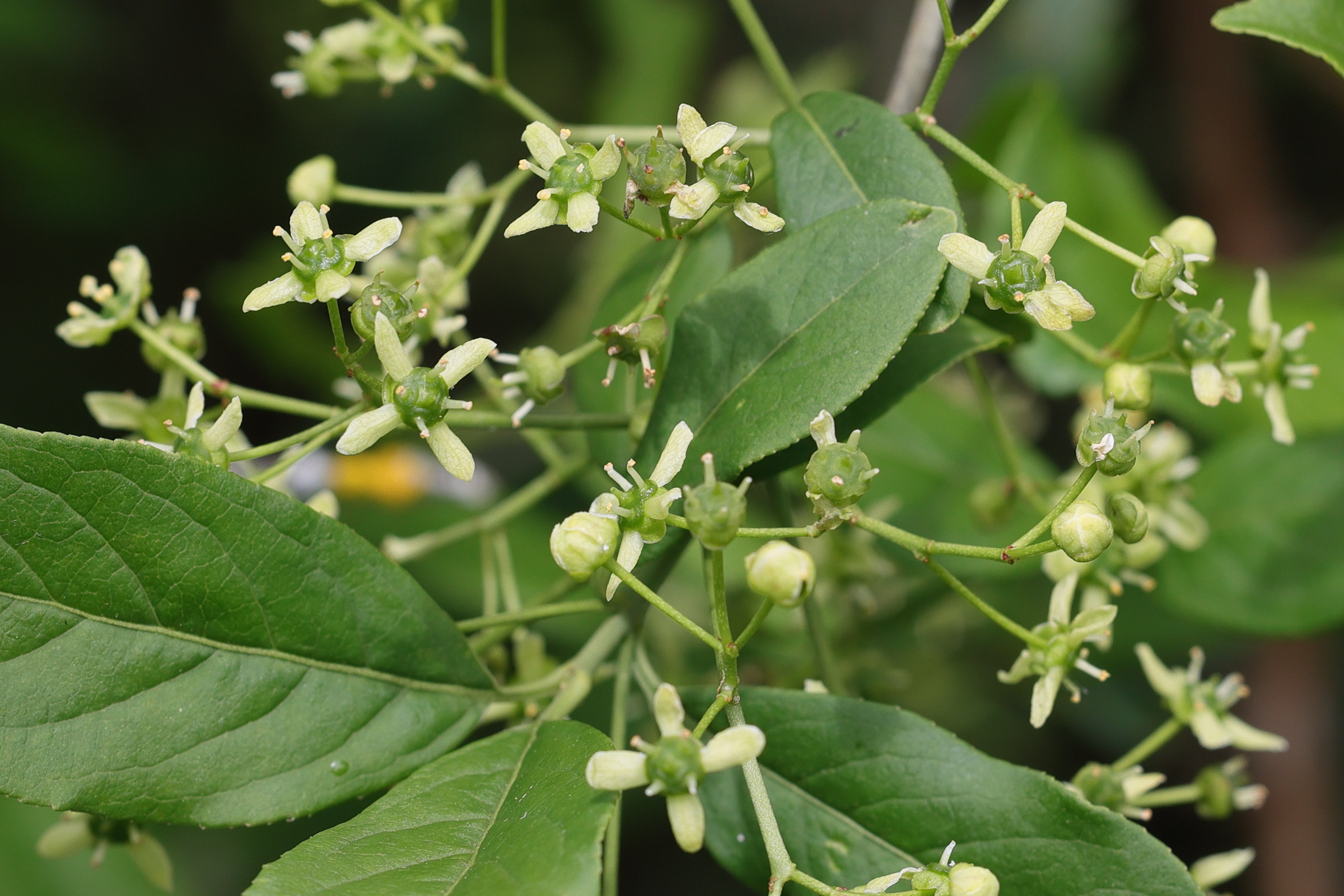 euonymus_europaeus3md