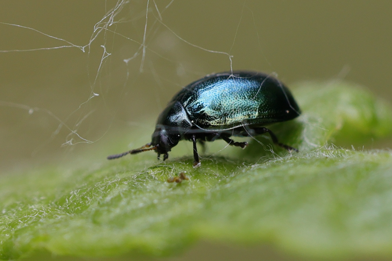 Afficher le média plagiodera_versicolora3md plagiodera_versicolora3md