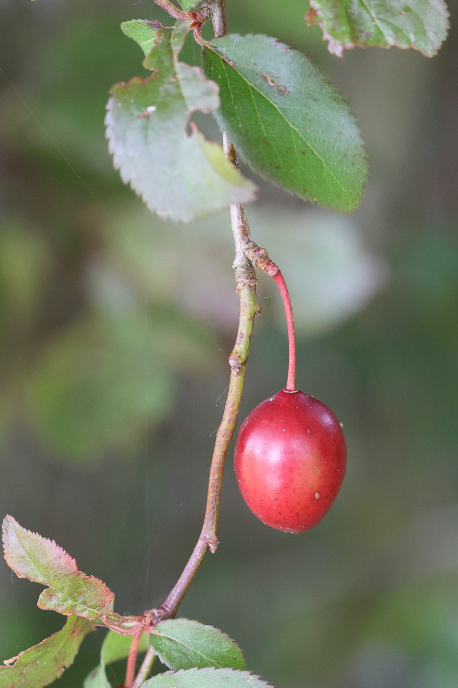 prunus_cerasifera10md