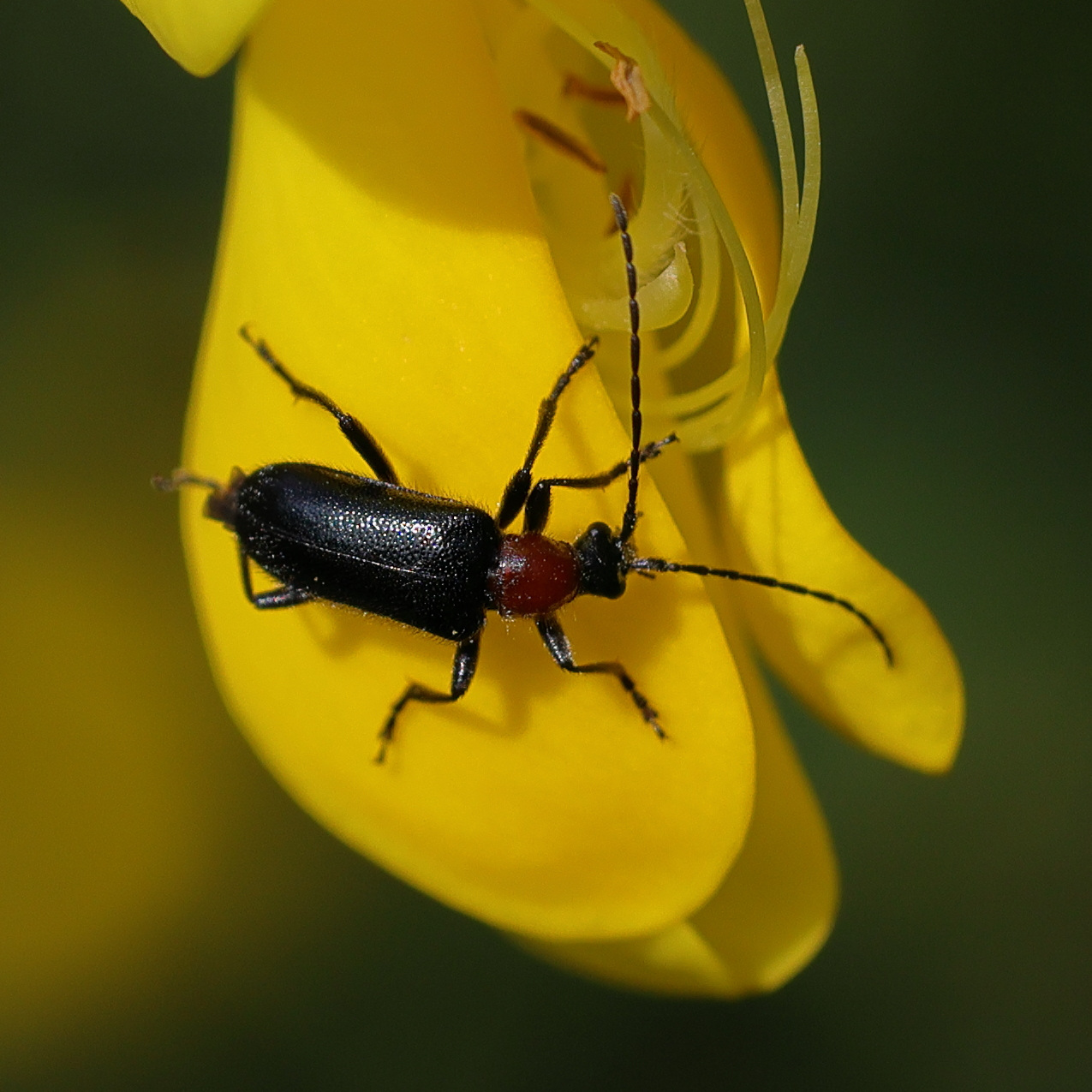 dinoptera_collaris2md