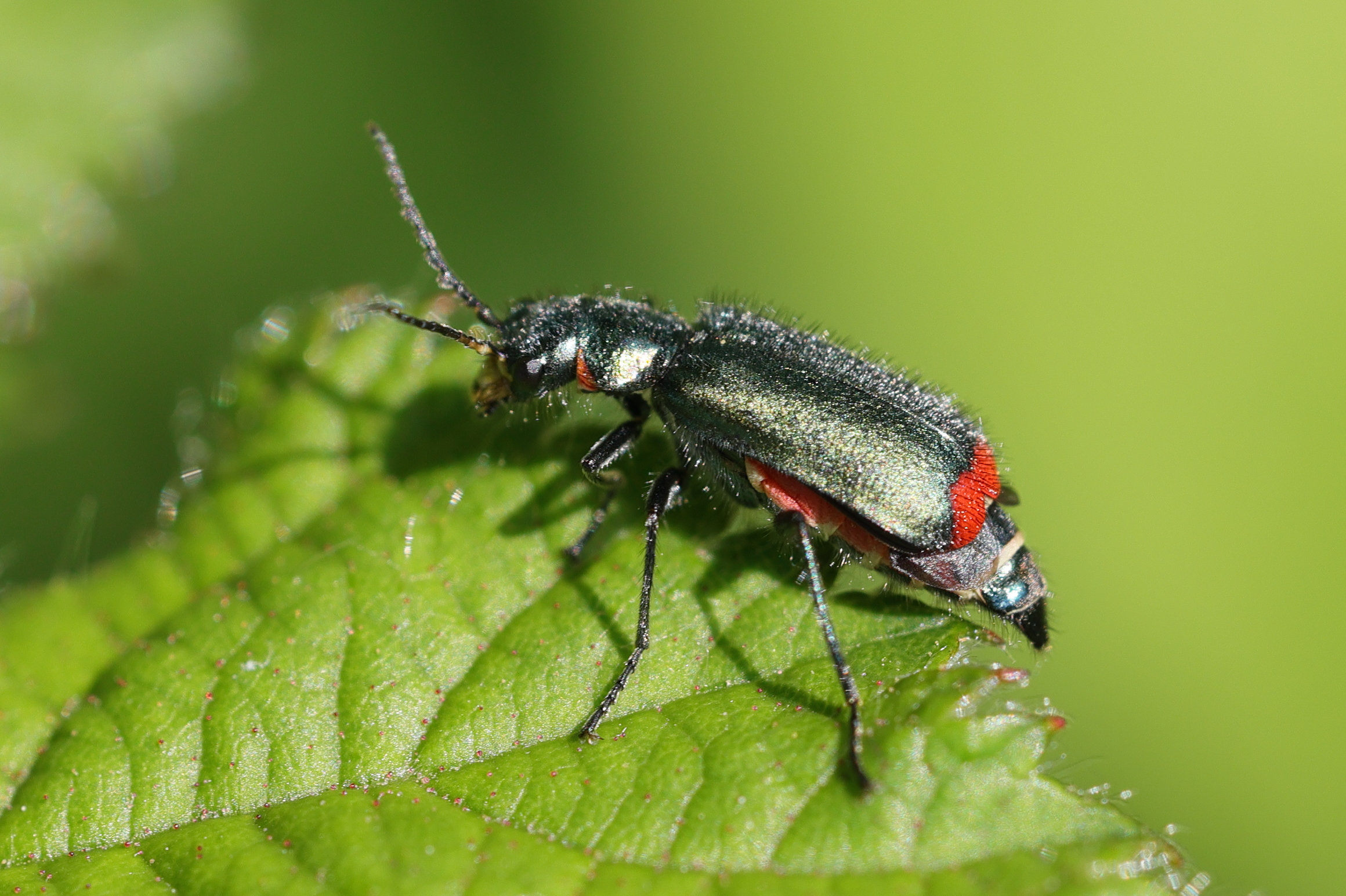 Afficher le média malachius_bipustulatus5md malachius_bipustulatus5md