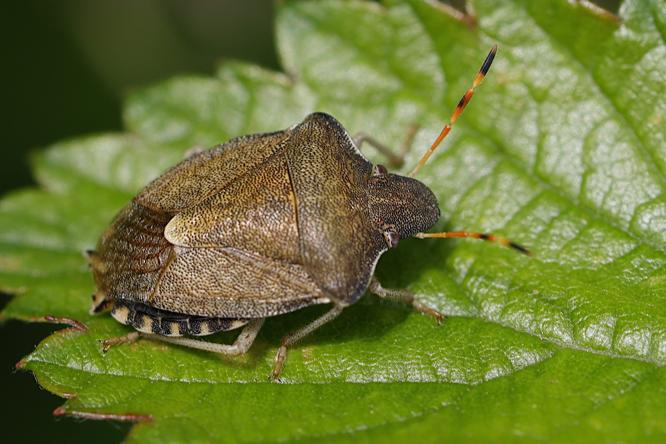 peribalus_strictus2md