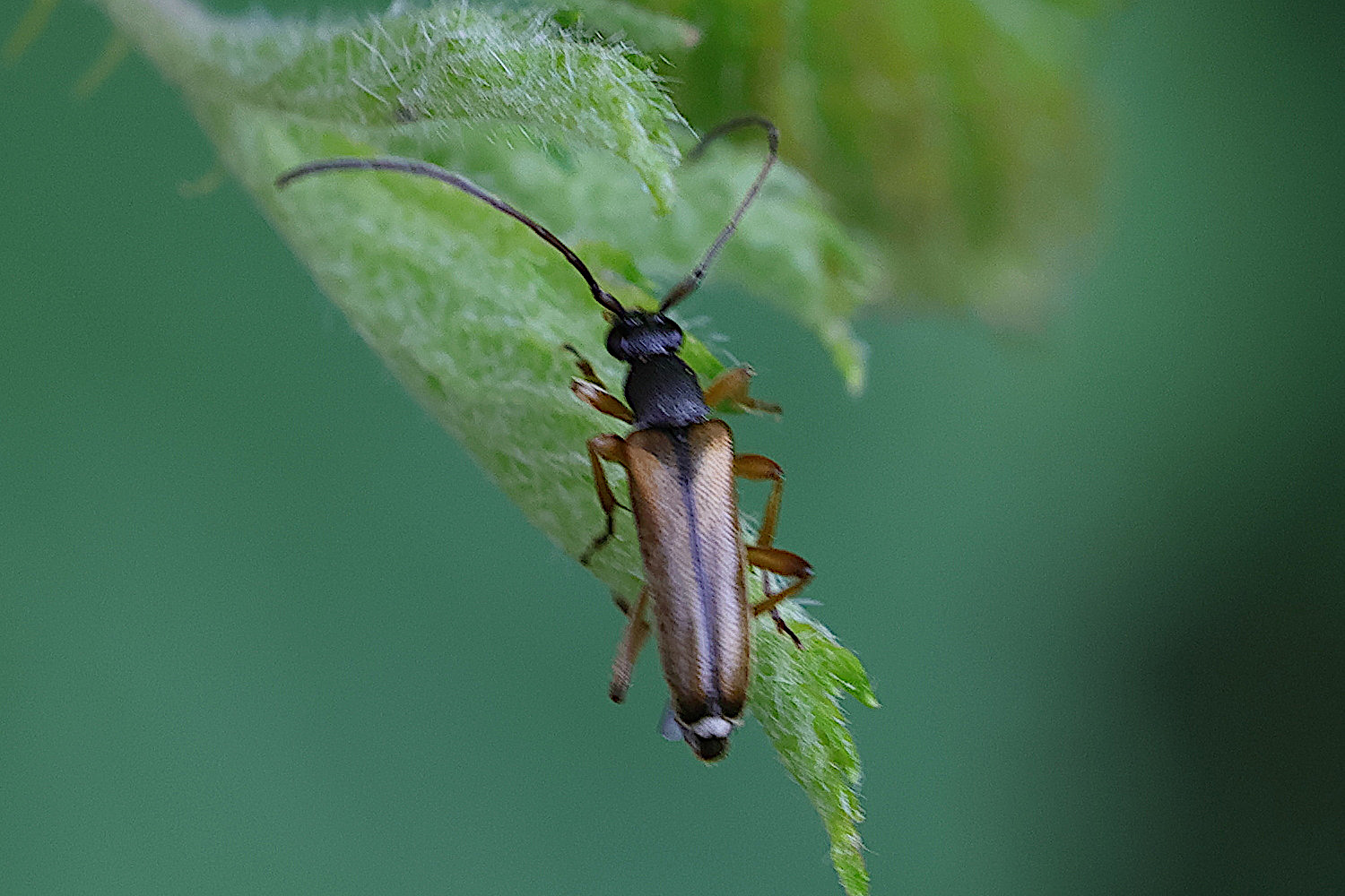alosterna_tabacicolor1md