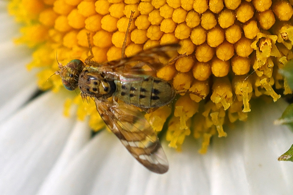 chaetorellia_jaceae1md