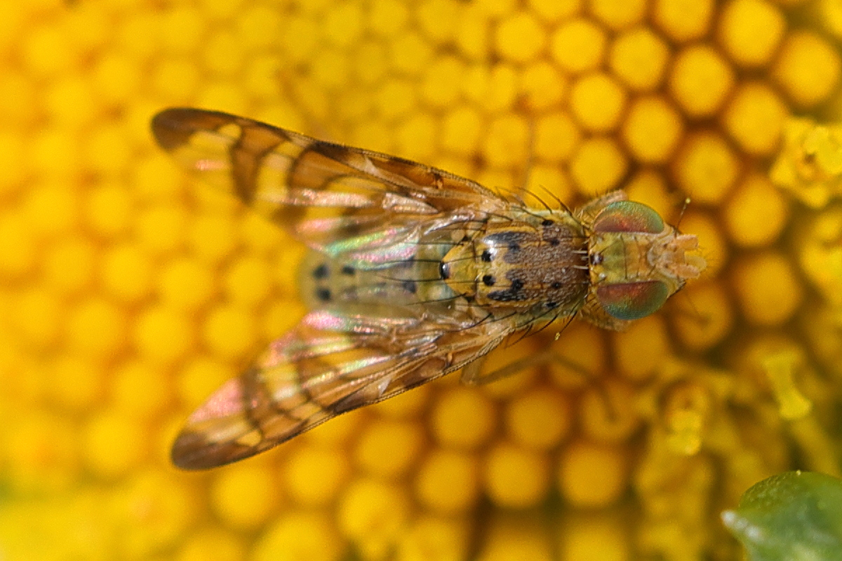 chaetorellia_jaceae2md